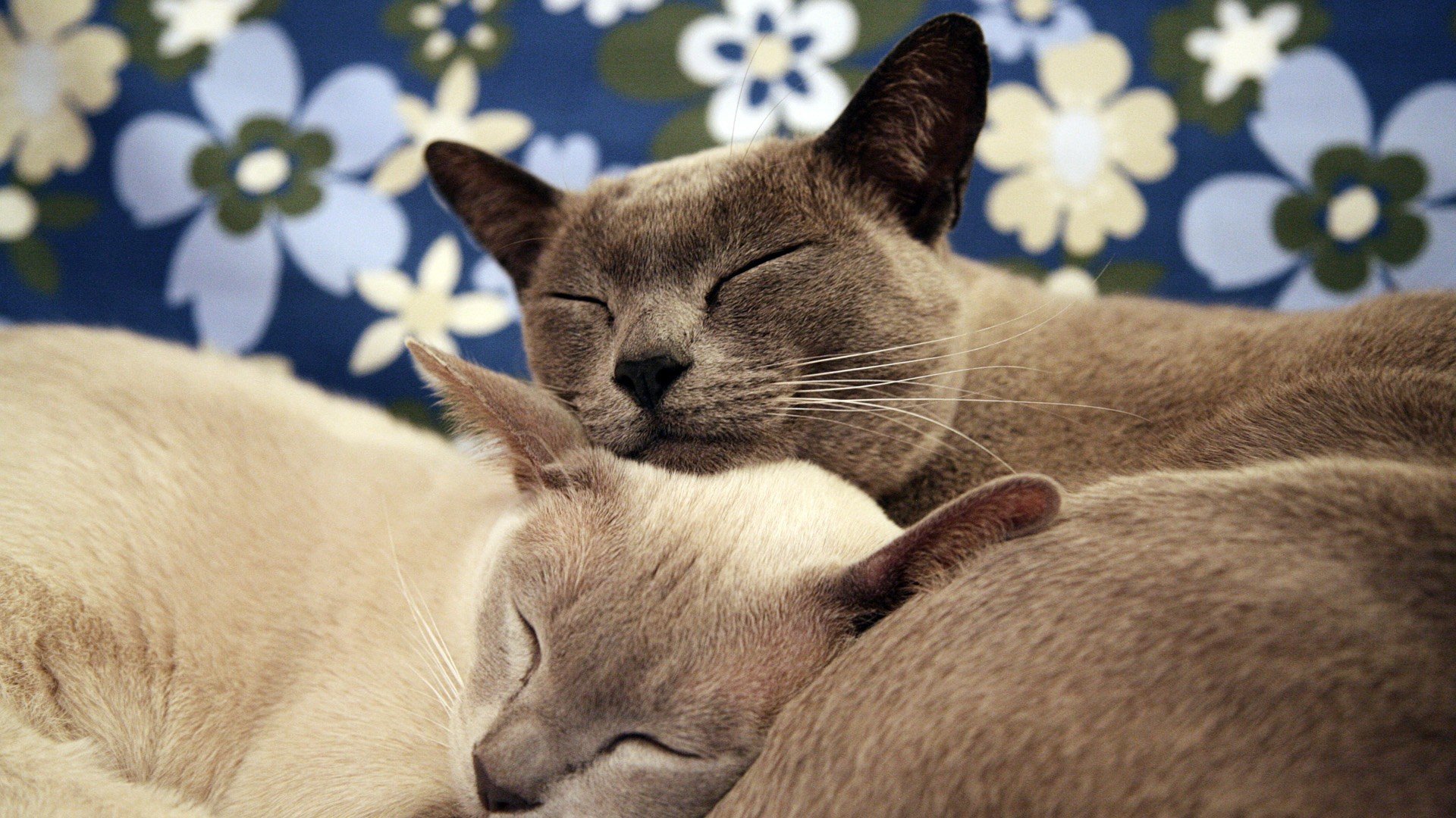 萌宠 动物 萌 可爱 宠物 古灵精怪 卖萌图 猫  喵星人