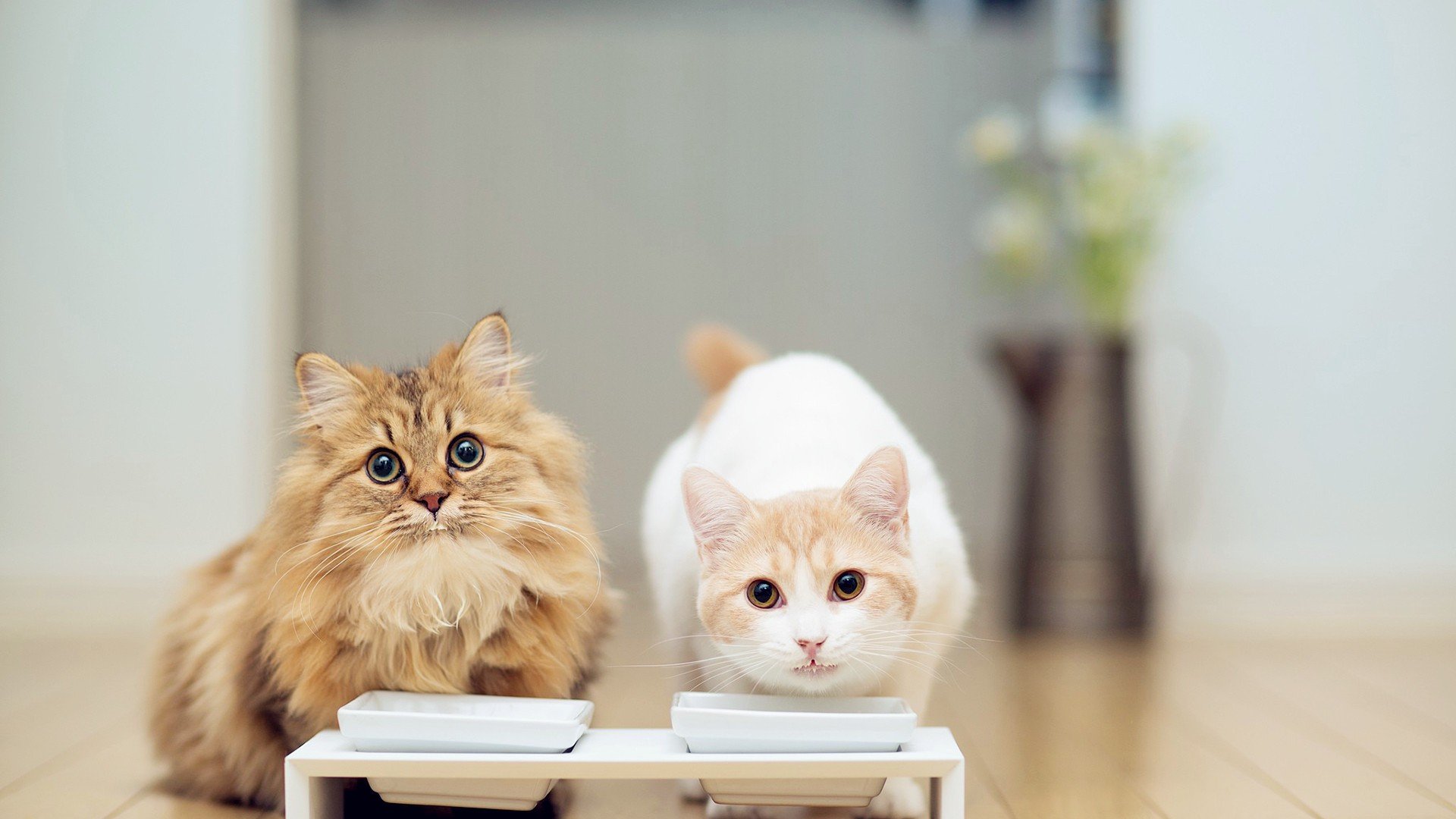 萌宠 动物 萌 可爱 宠物 古灵精怪 卖萌图 猫  喵星人