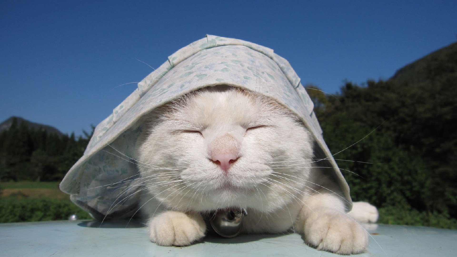 萌宠 动物 萌 可爱 宠物 古灵精怪 卖萌图 猫  喵星人