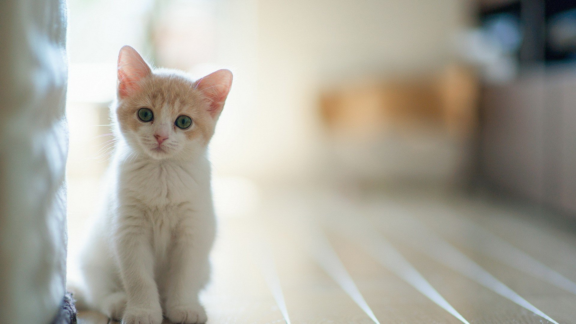 萌宠 动物 萌 可爱 宠物 古灵精怪 卖萌图 猫  喵星人