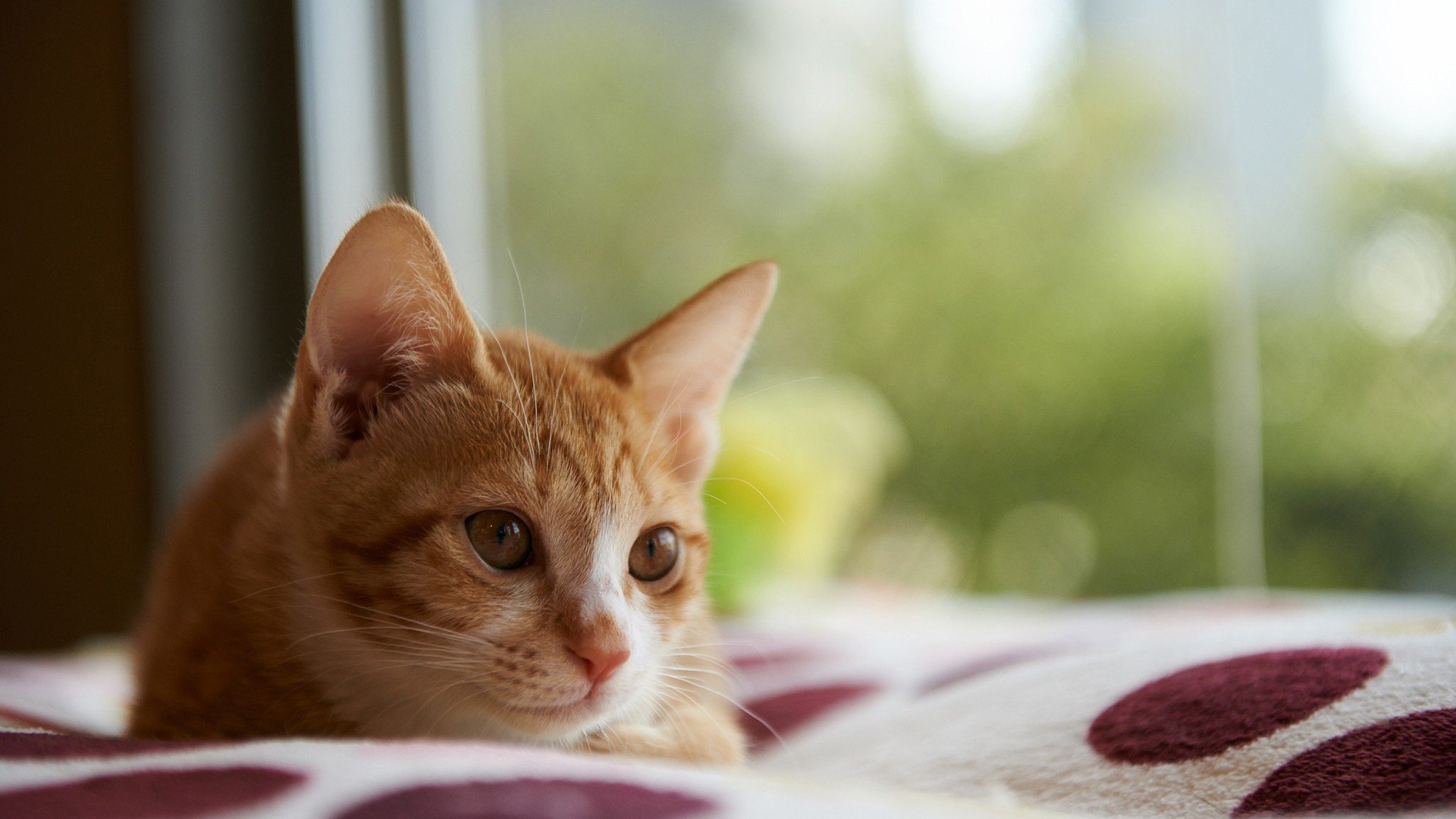 萌宠 动物 萌 可爱 宠物 古灵精怪 卖萌图 猫  喵星人