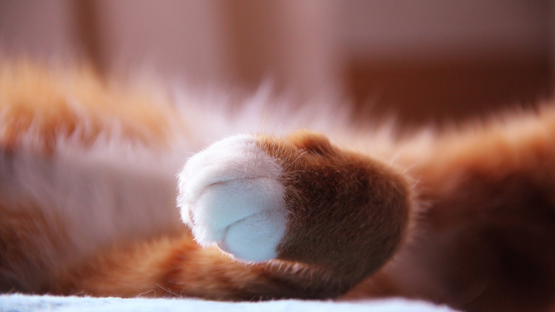 萌宠 动物 萌 可爱 宠物 古灵精怪 卖萌图 猫  喵星人