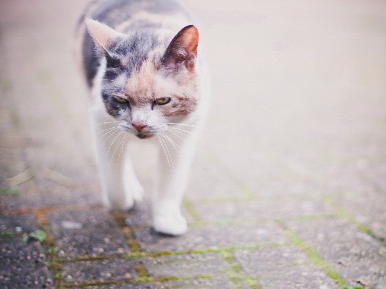 萌宠 动物 萌 可爱 宠物 古灵精怪 卖萌图 猫  喵星人