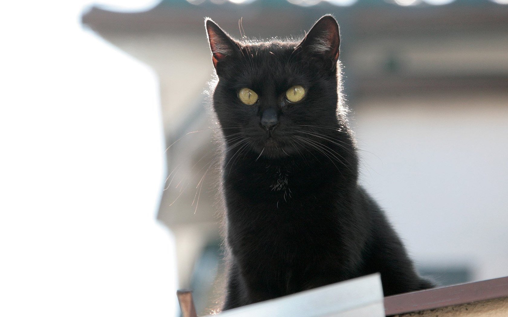 萌宠 动物 萌 可爱 宠物 古灵精怪 卖萌图 猫  喵星人