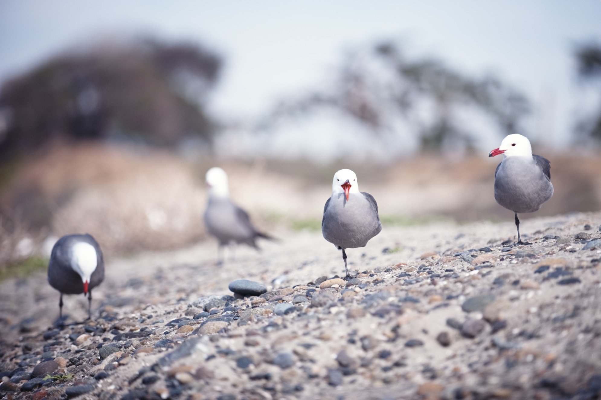 动物 野生动物 大自然 鸟