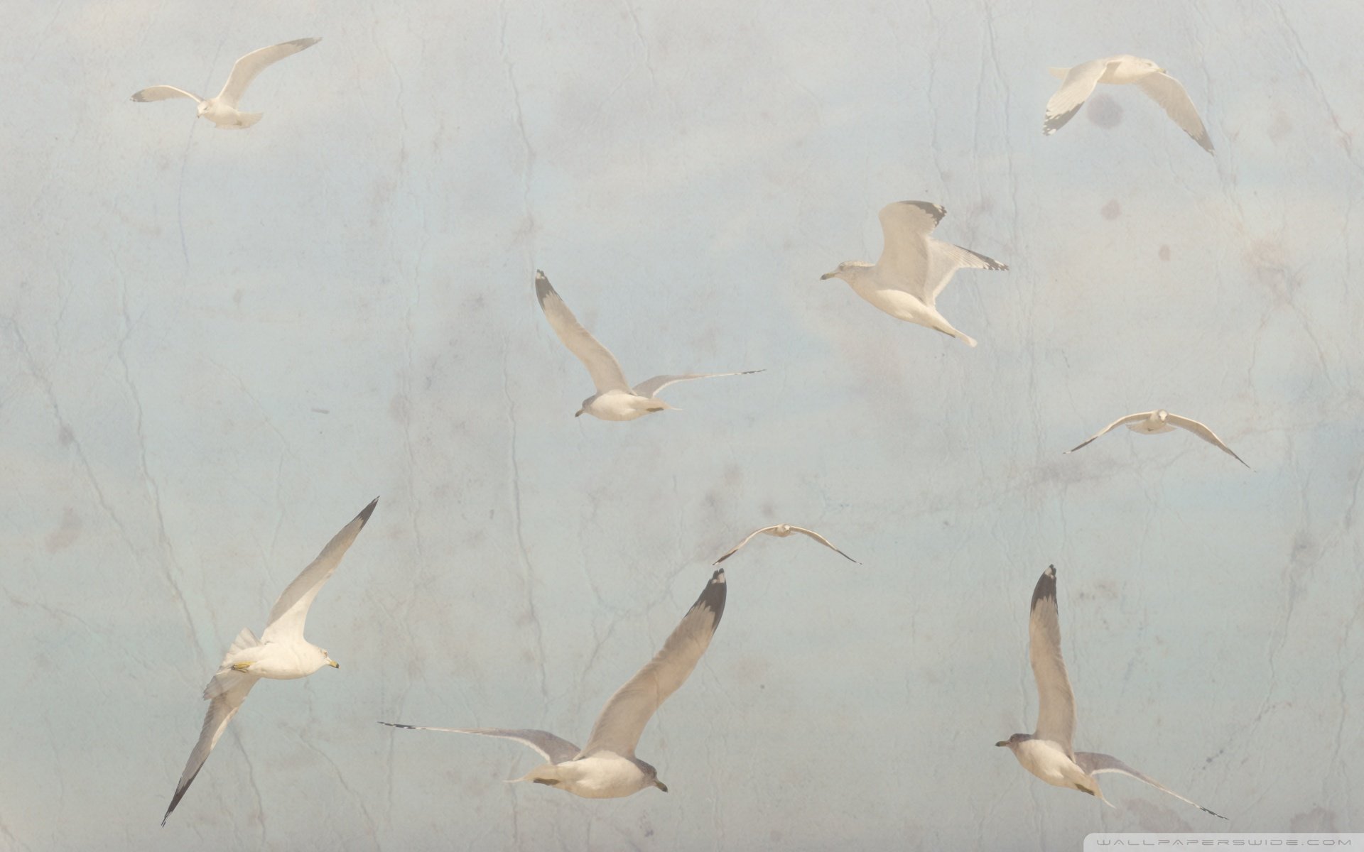 动物 野生动物 大自然 海鸥