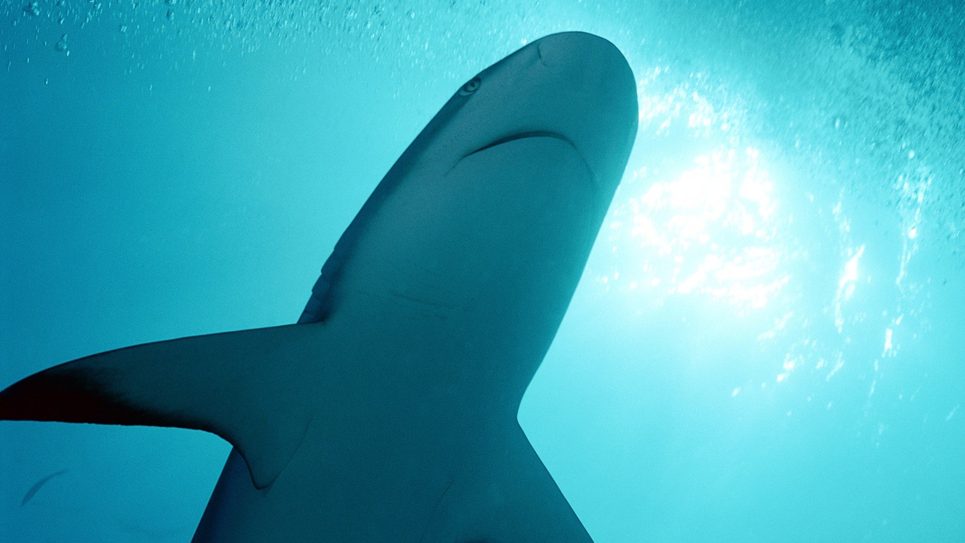 动物 野生动物 大自然 鲨鱼