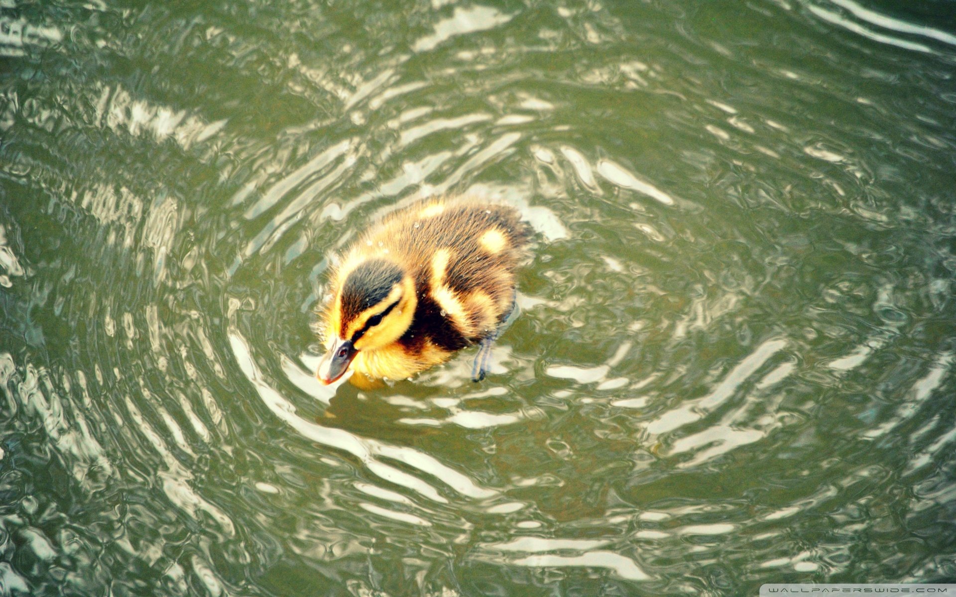 动物 野生动物 大自然 鸭子 戏水