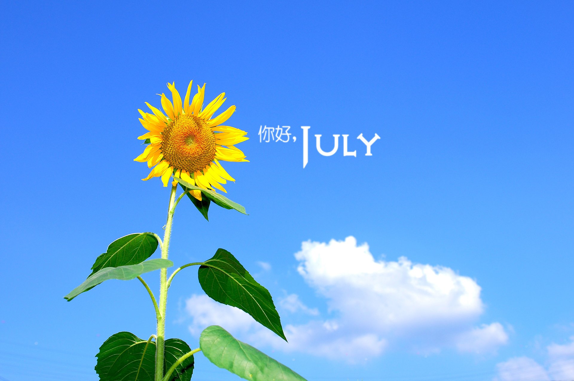 小清新 温暖 安静 七月 你好