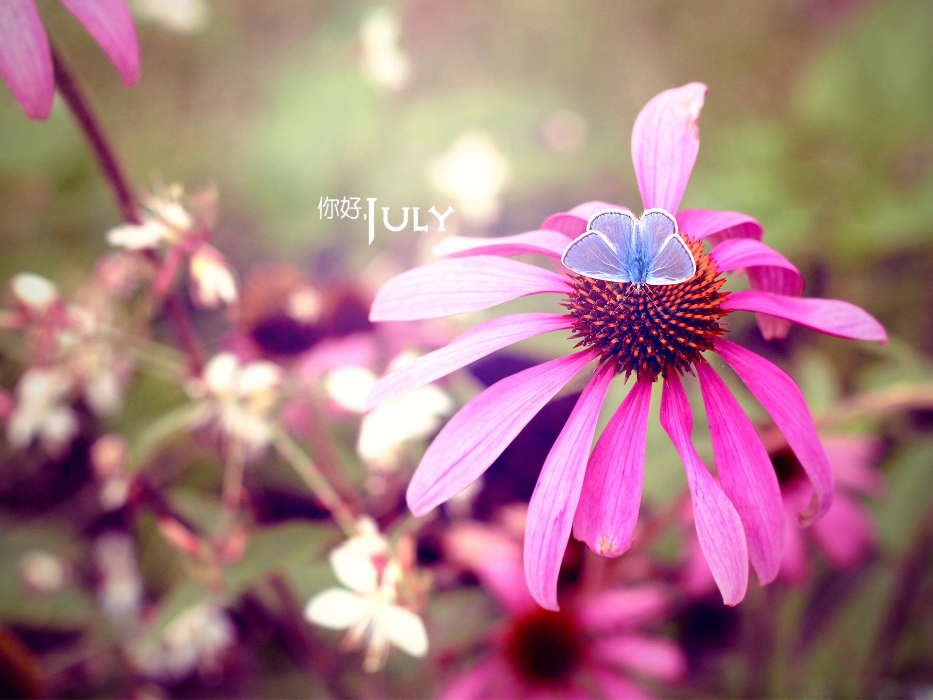 小清新 温暖 安静 七月 你好