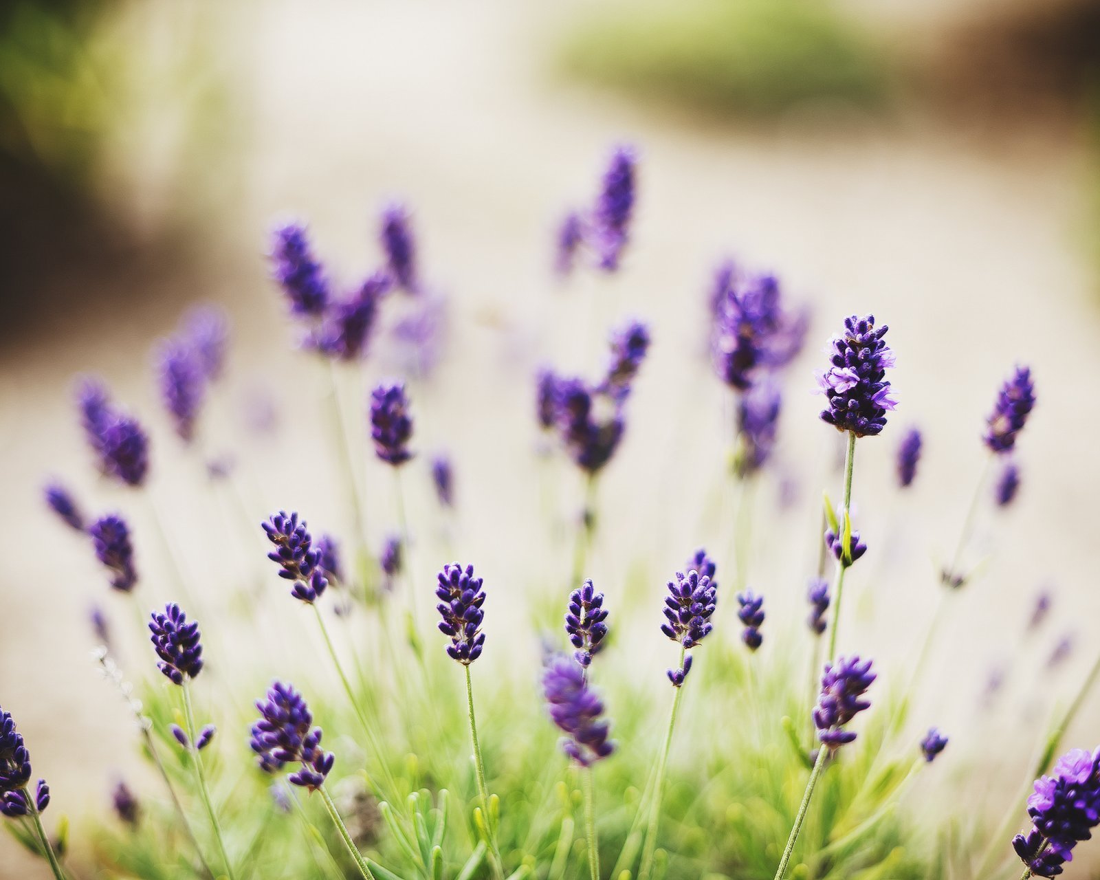 小清新 唯美 薰衣草 风景 植物 等待爱情 紫色