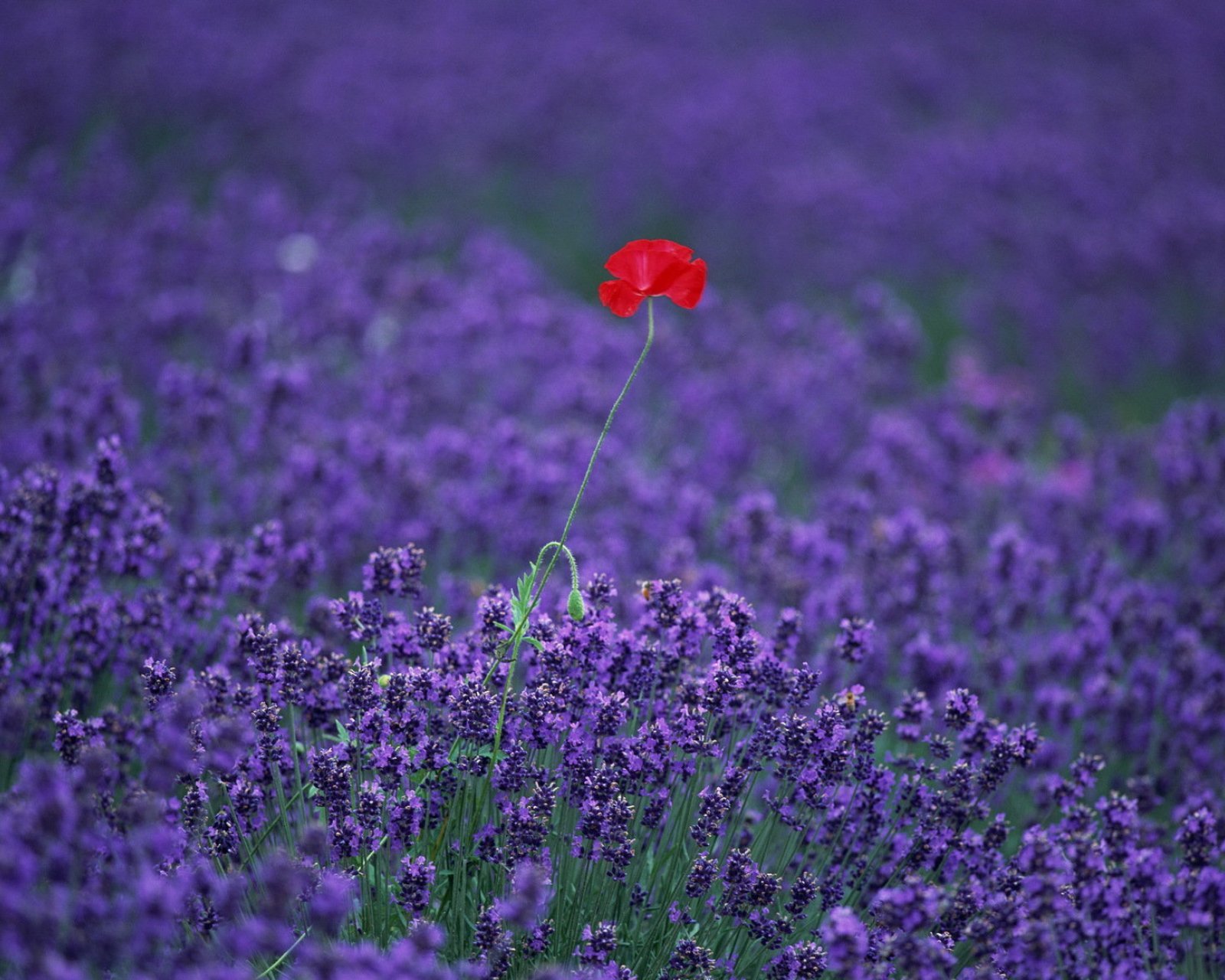 小清新 唯美 薰衣草 风景 植物 等待爱情 紫色