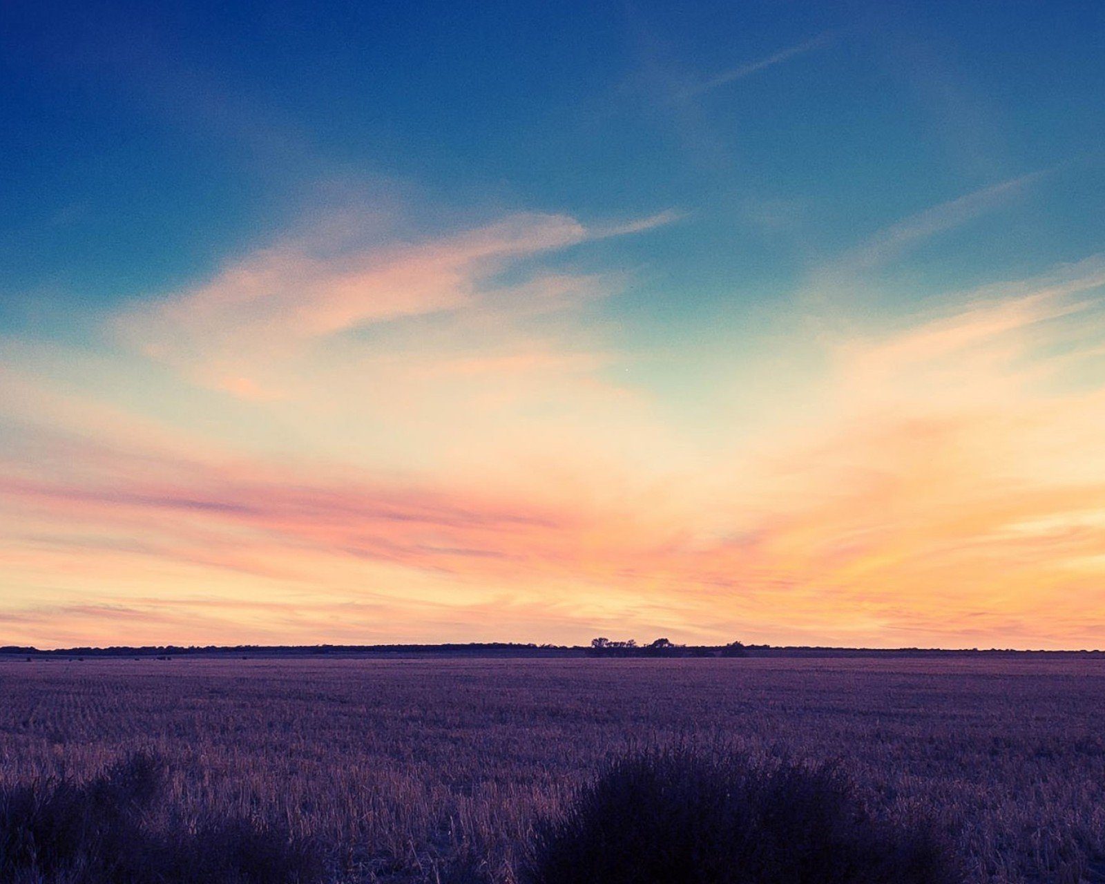 小清新 唯美 薰衣草 风景 植物 等待爱情 紫色