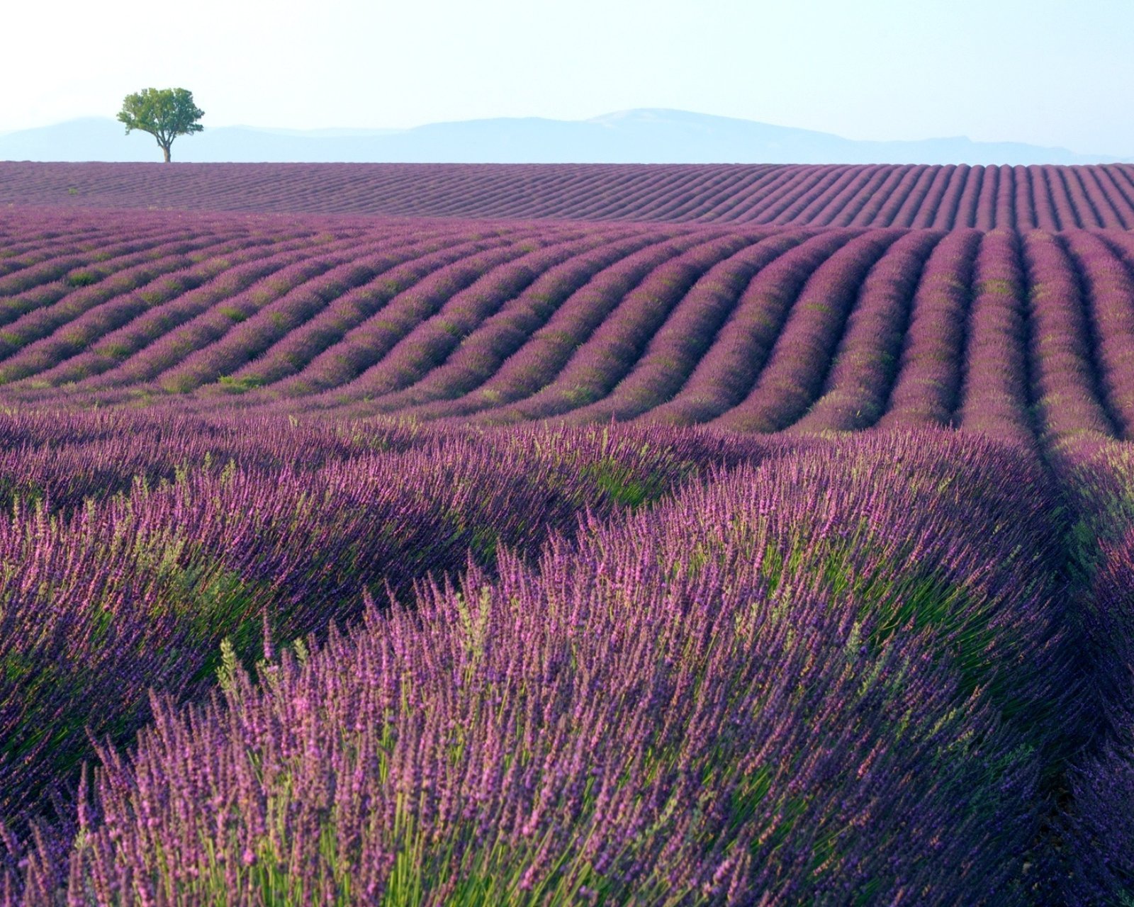 小清新 唯美 薰衣草 风景 植物 等待爱情 紫色