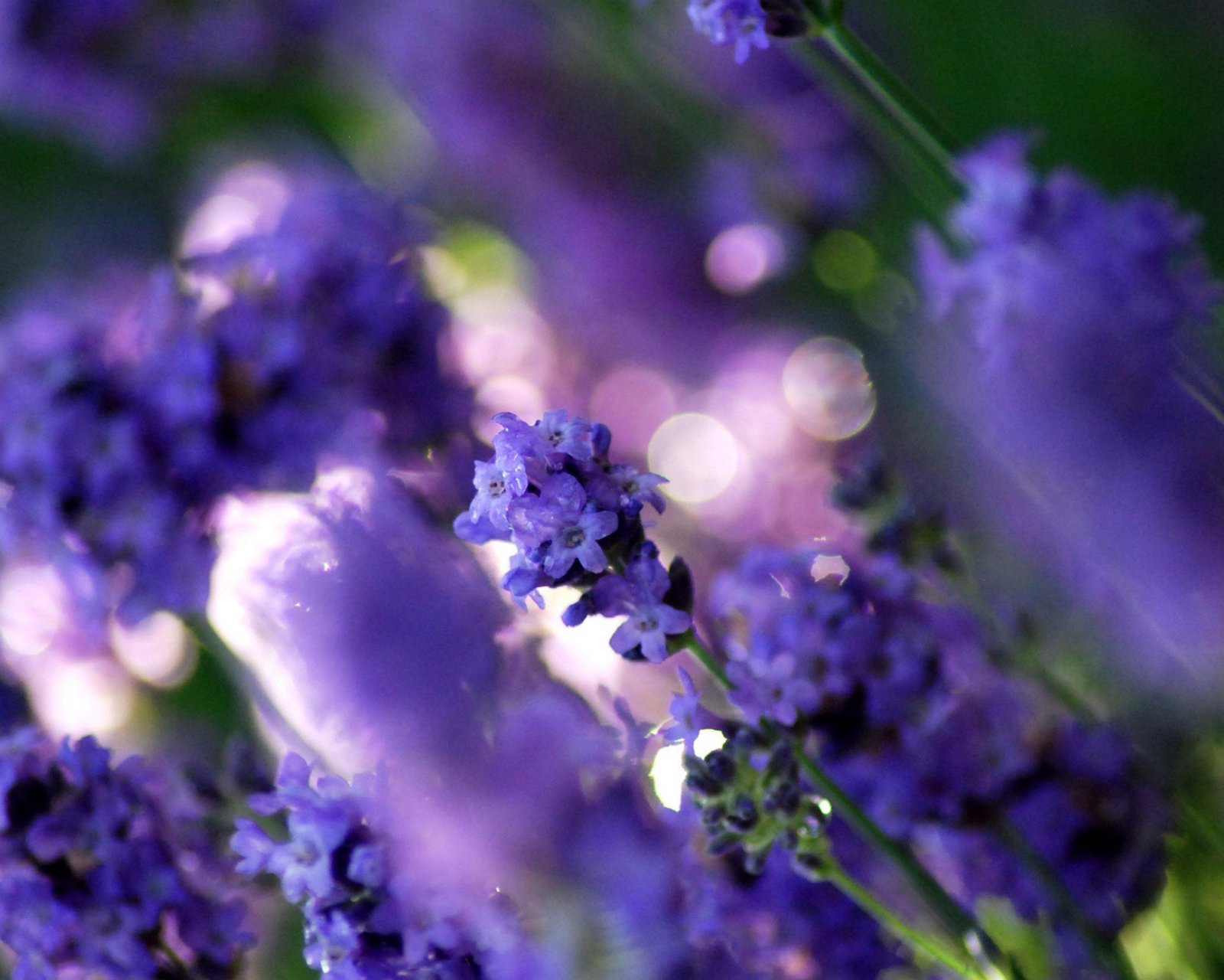 小清新 唯美 薰衣草 风景 植物 等待爱情 紫色