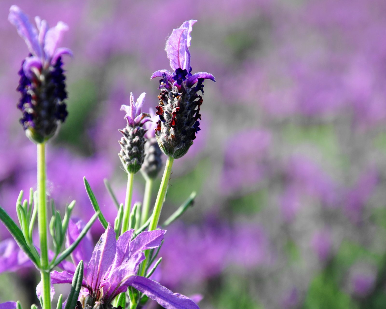小清新 唯美 薰衣草 风景 植物 等待爱情 紫色