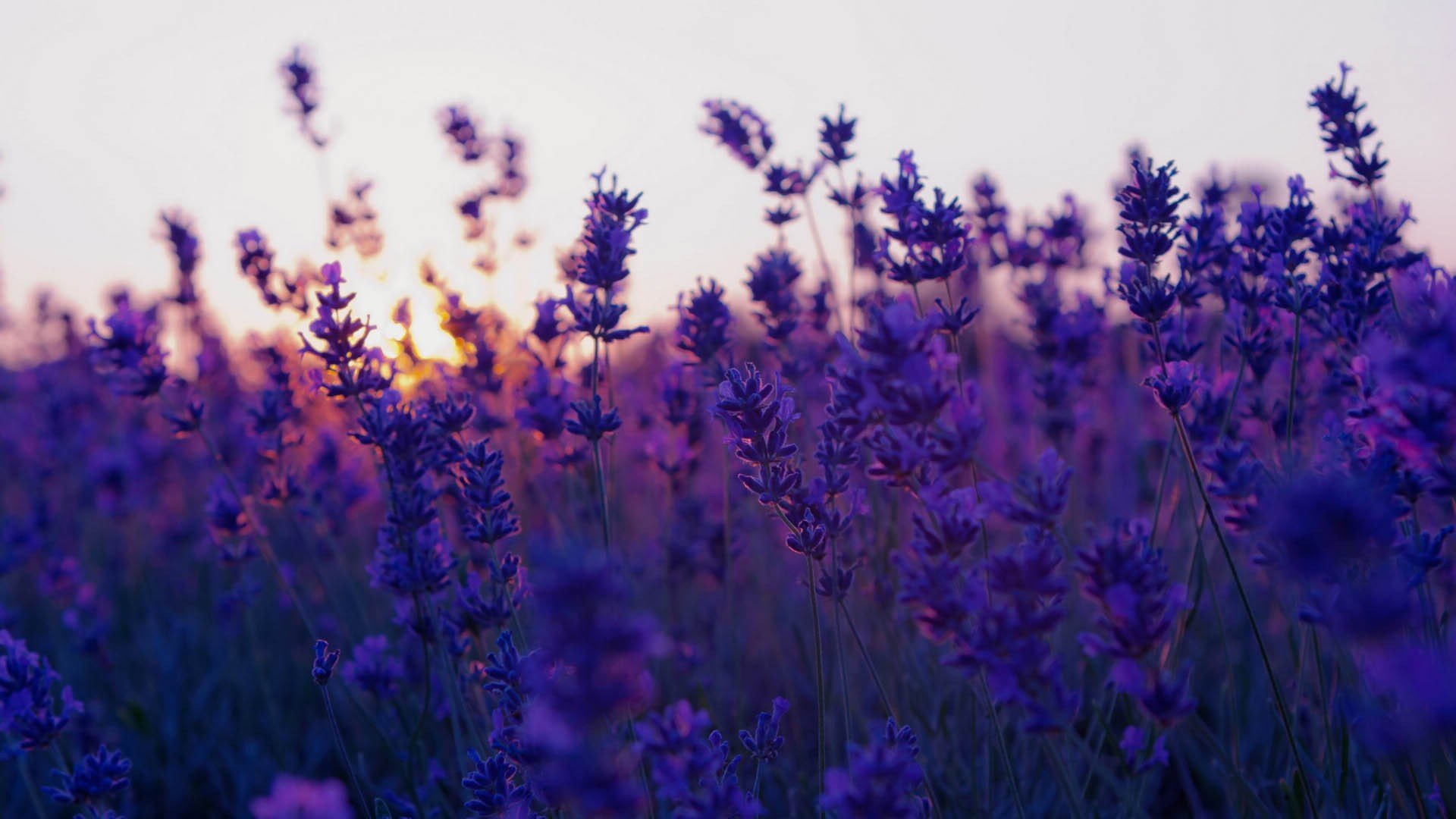小清新 唯美 薰衣草 风景 植物 等待爱情 紫色