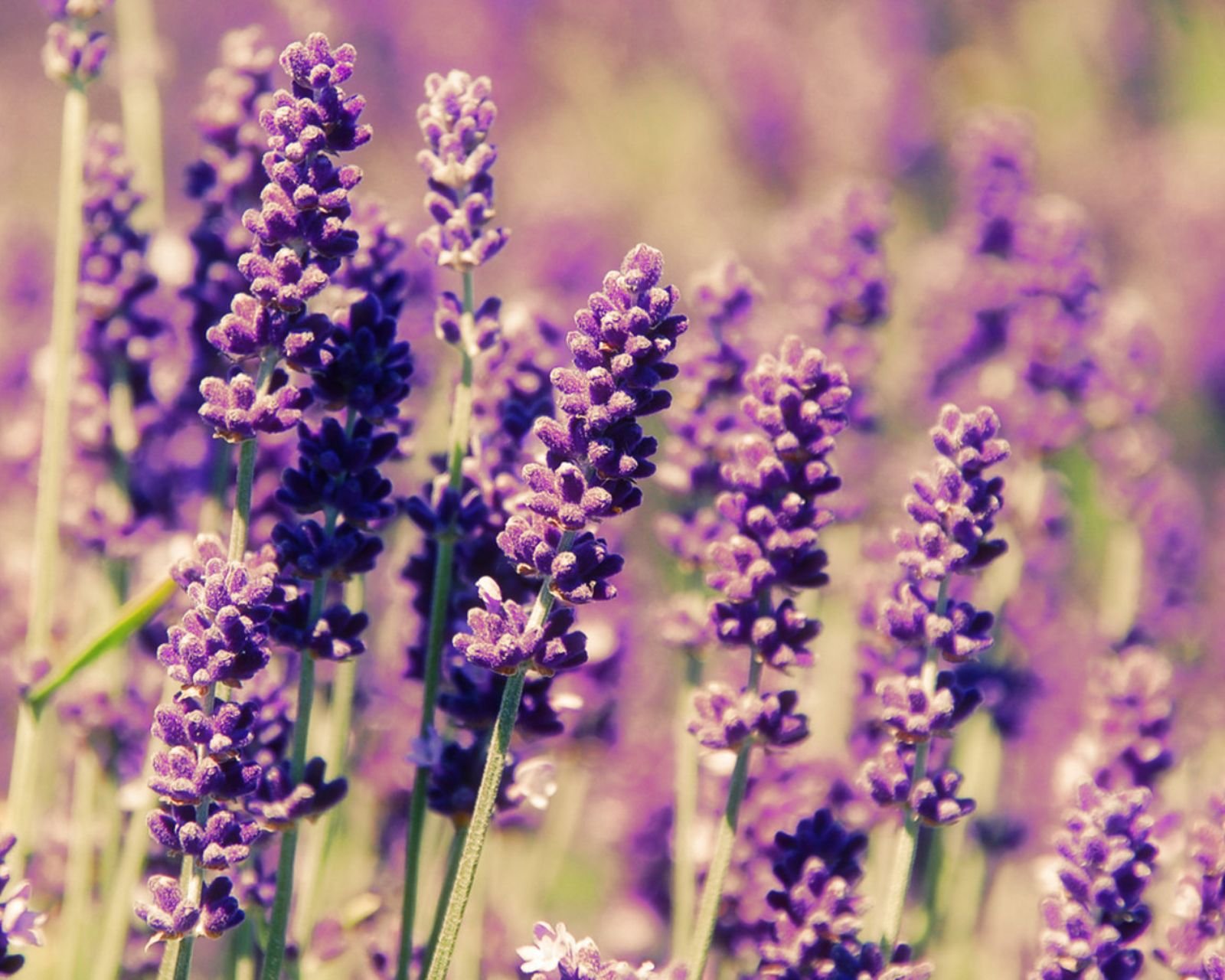 小清新 唯美 薰衣草 风景 植物 等待爱情 紫色