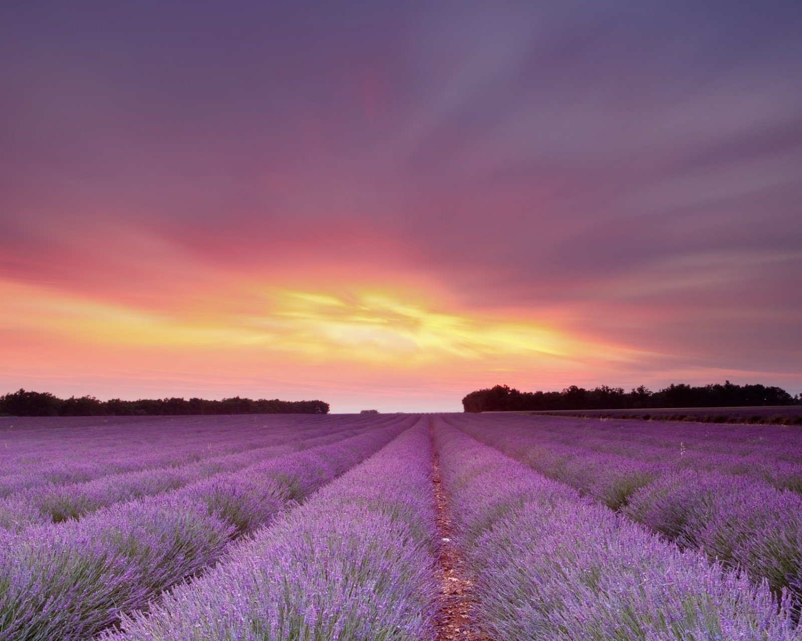 小清新 唯美 薰衣草 风景 植物 等待爱情 紫色