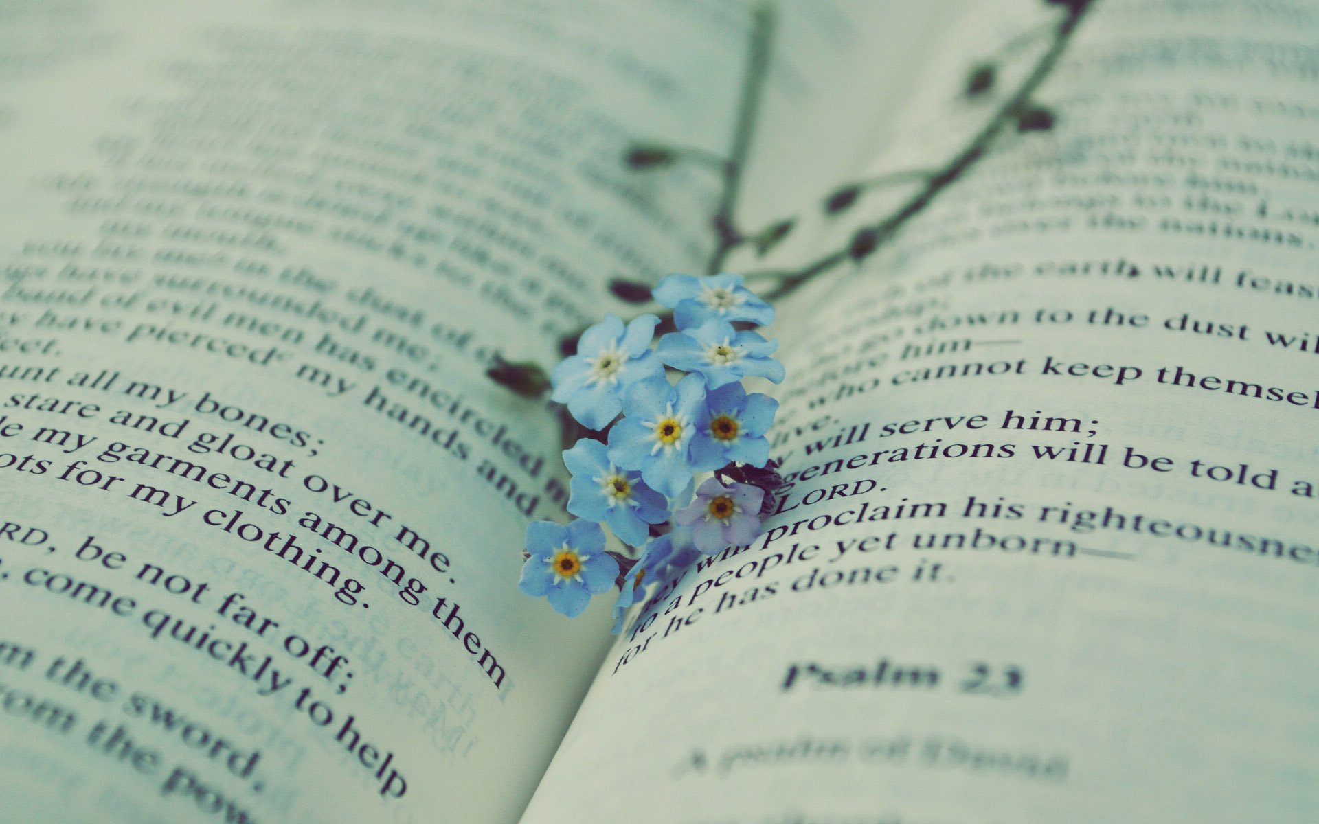 小清新 唯美 小花 勿忘我