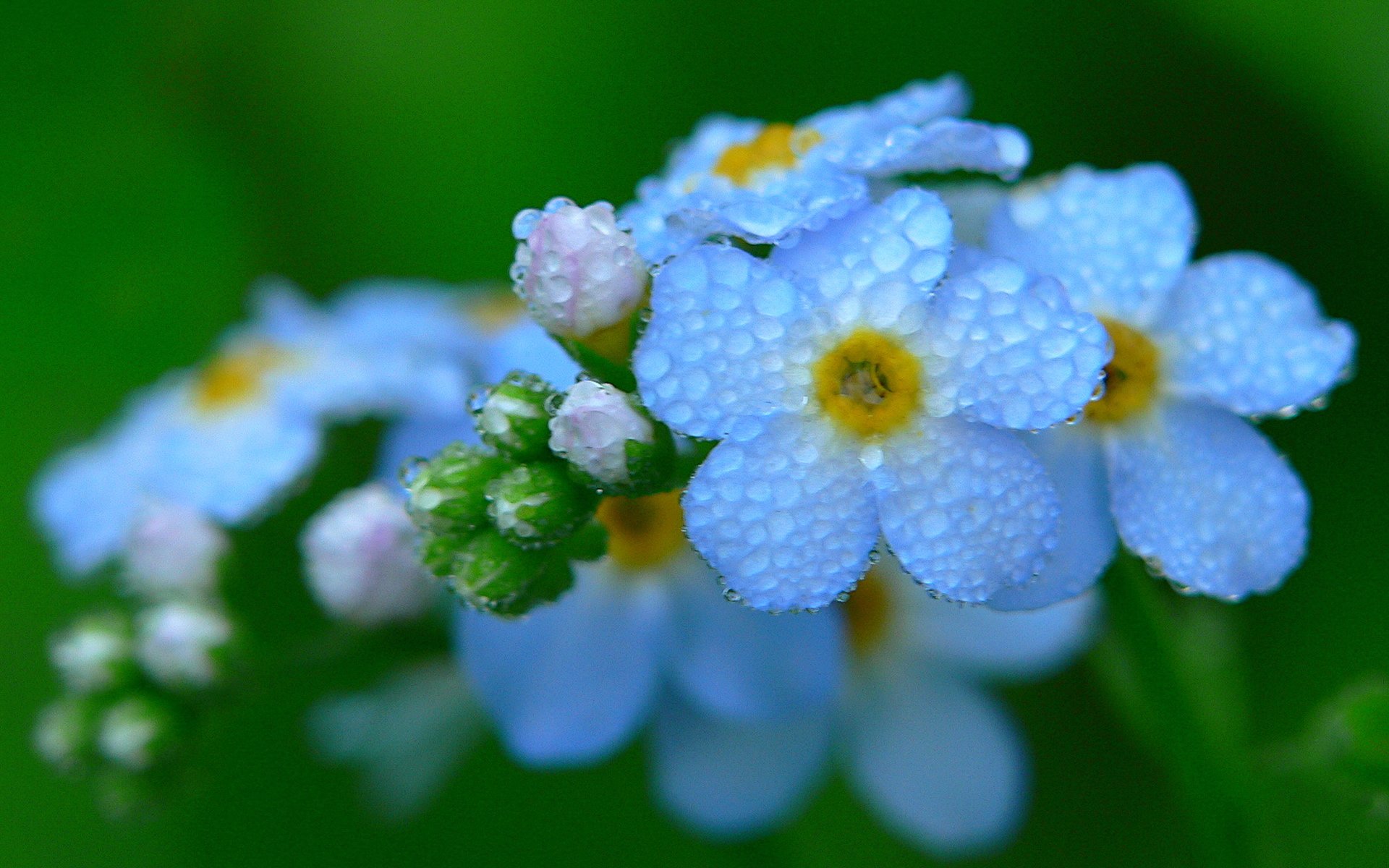 小清新 唯美 小花 勿忘我