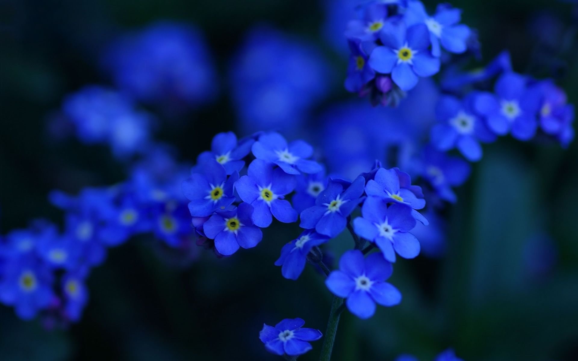 小清新 唯美 小花 勿忘我