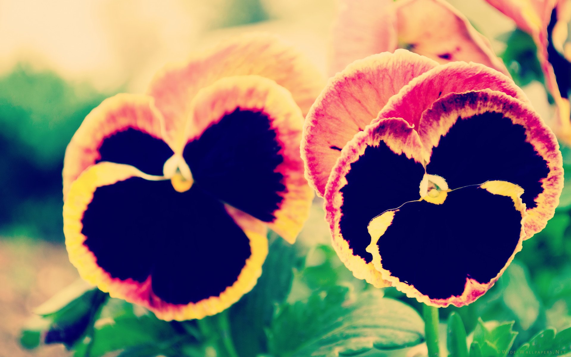 小清新 唯美 虞美人 罂粟