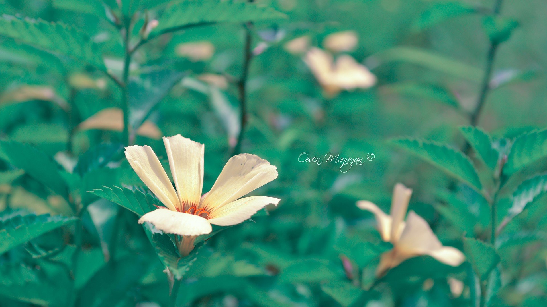 小清新 唯美 温馨 安静 美女