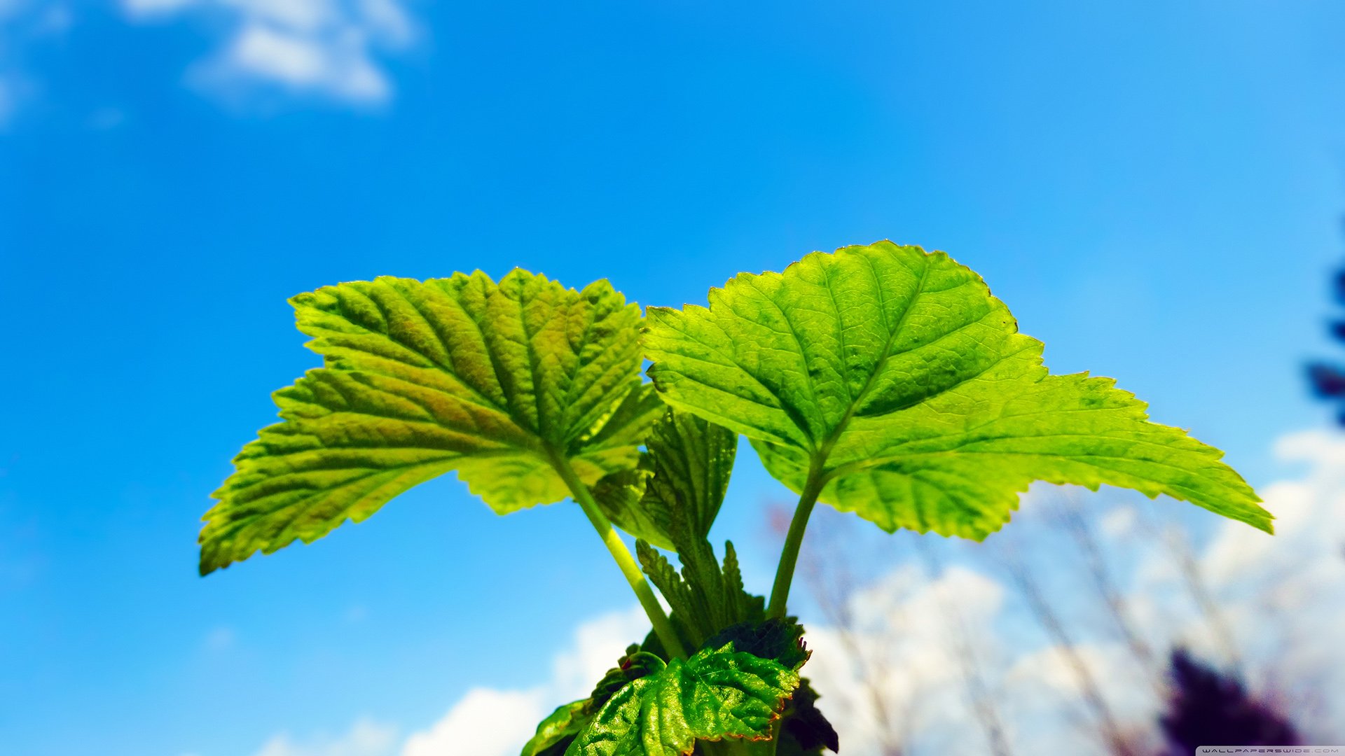 小清新 唯美 温馨 安静 绿色植物