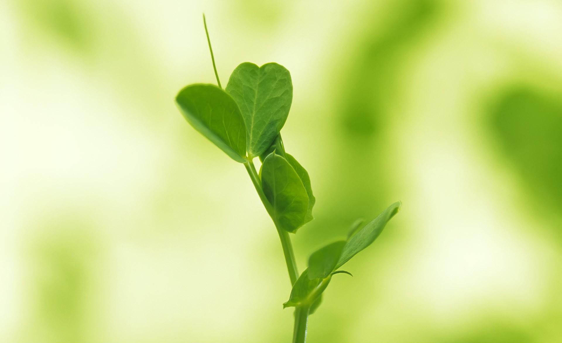 小清新 唯美 温馨 安静 绿色养眼 植物