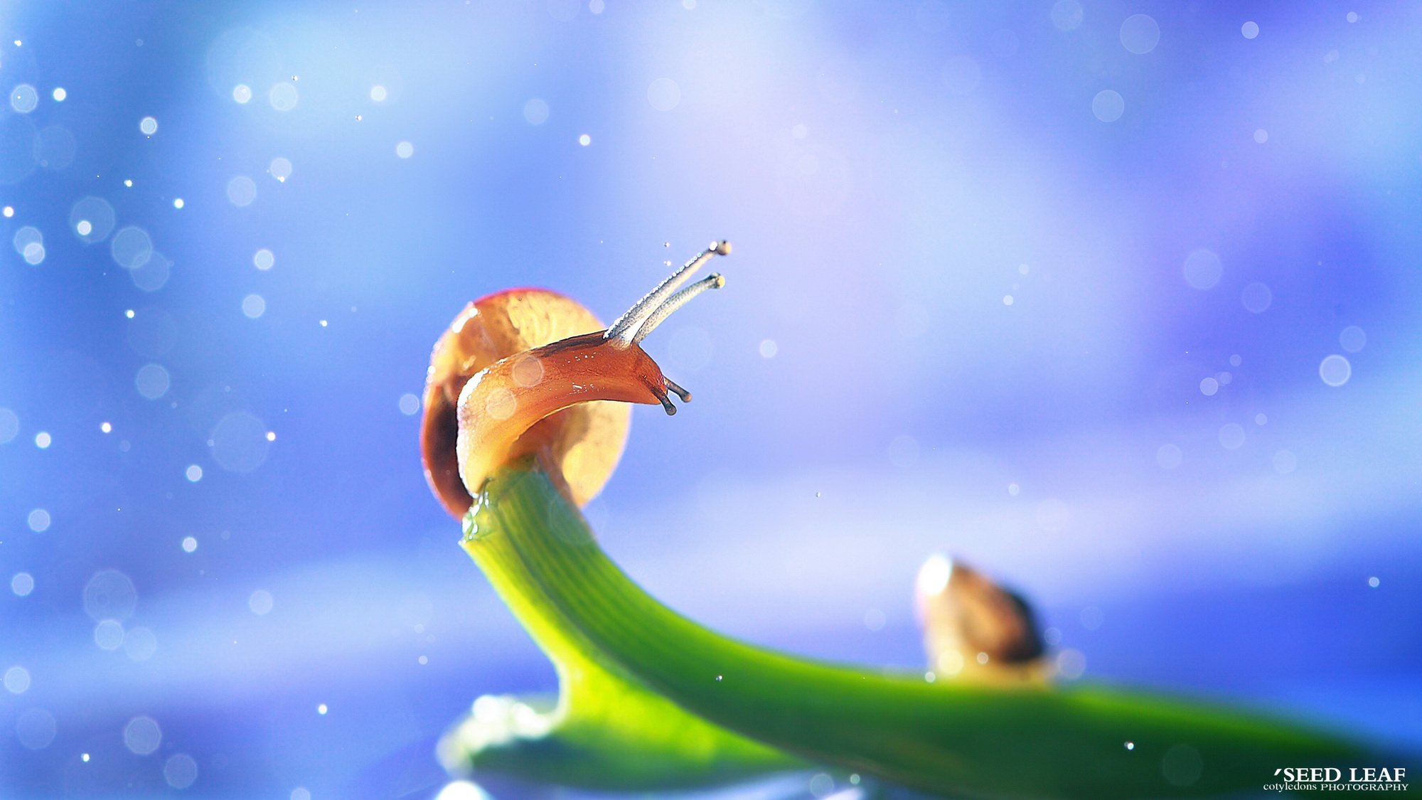 Seed leaf摄影-蜗牛梦幻記 @SeedLeaf