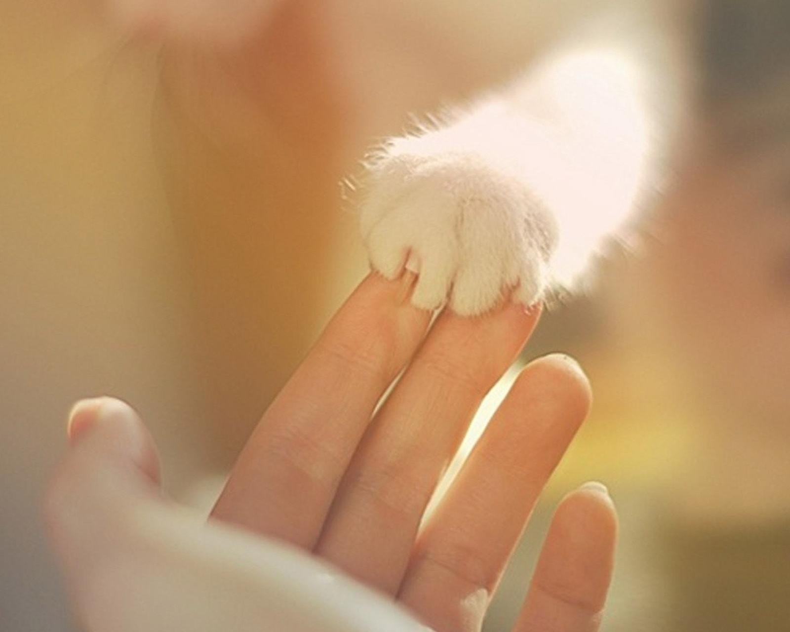 动物  萌宠 喵星人 猫咪 猫爪