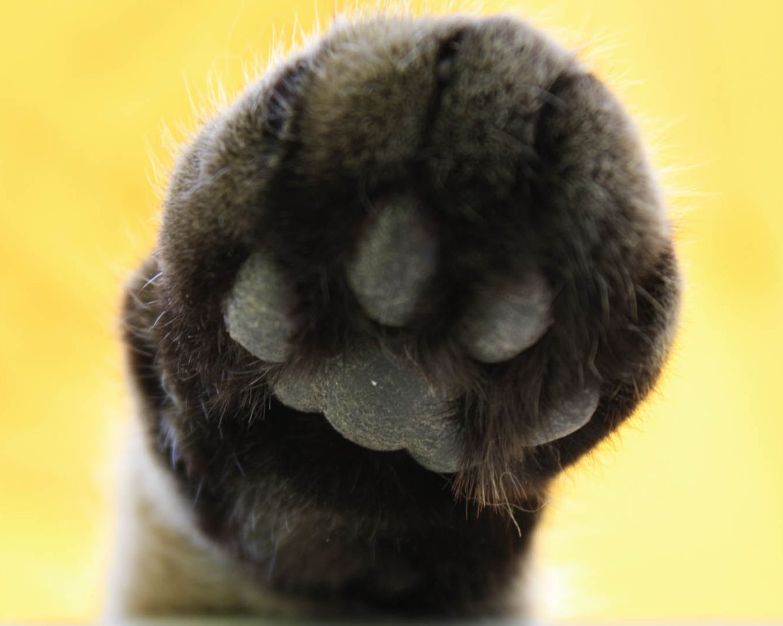 动物  萌宠 喵星人 猫咪 猫爪