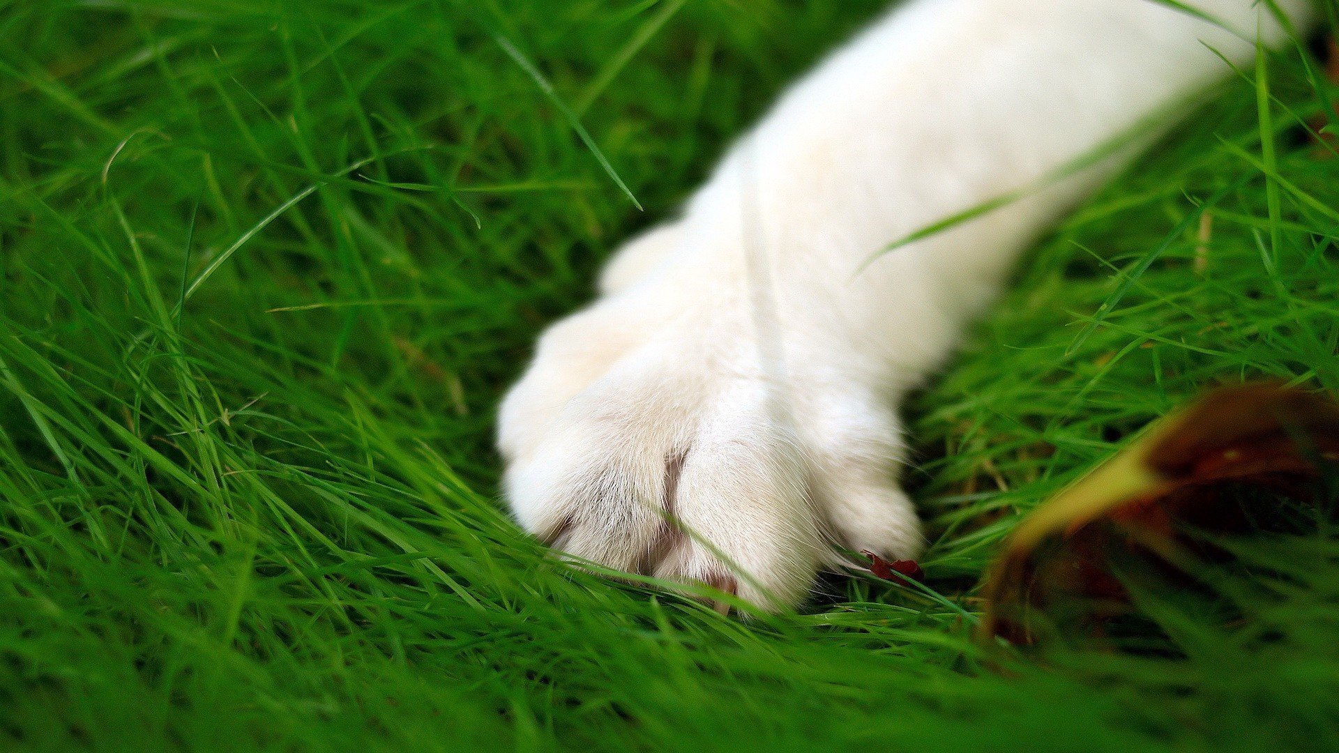 动物  萌宠 喵星人 猫咪 猫爪