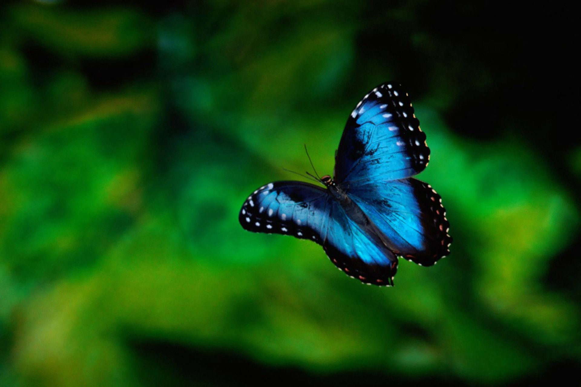 动物 野生动物 蝴蝶