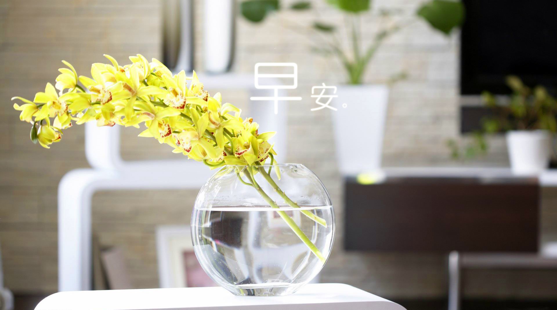 小清新 唯美 早安 温暖 温馨 幸福 花