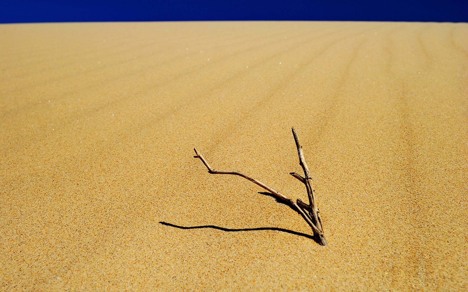 小清新 唯美 干枯 生命 坚强 顽强