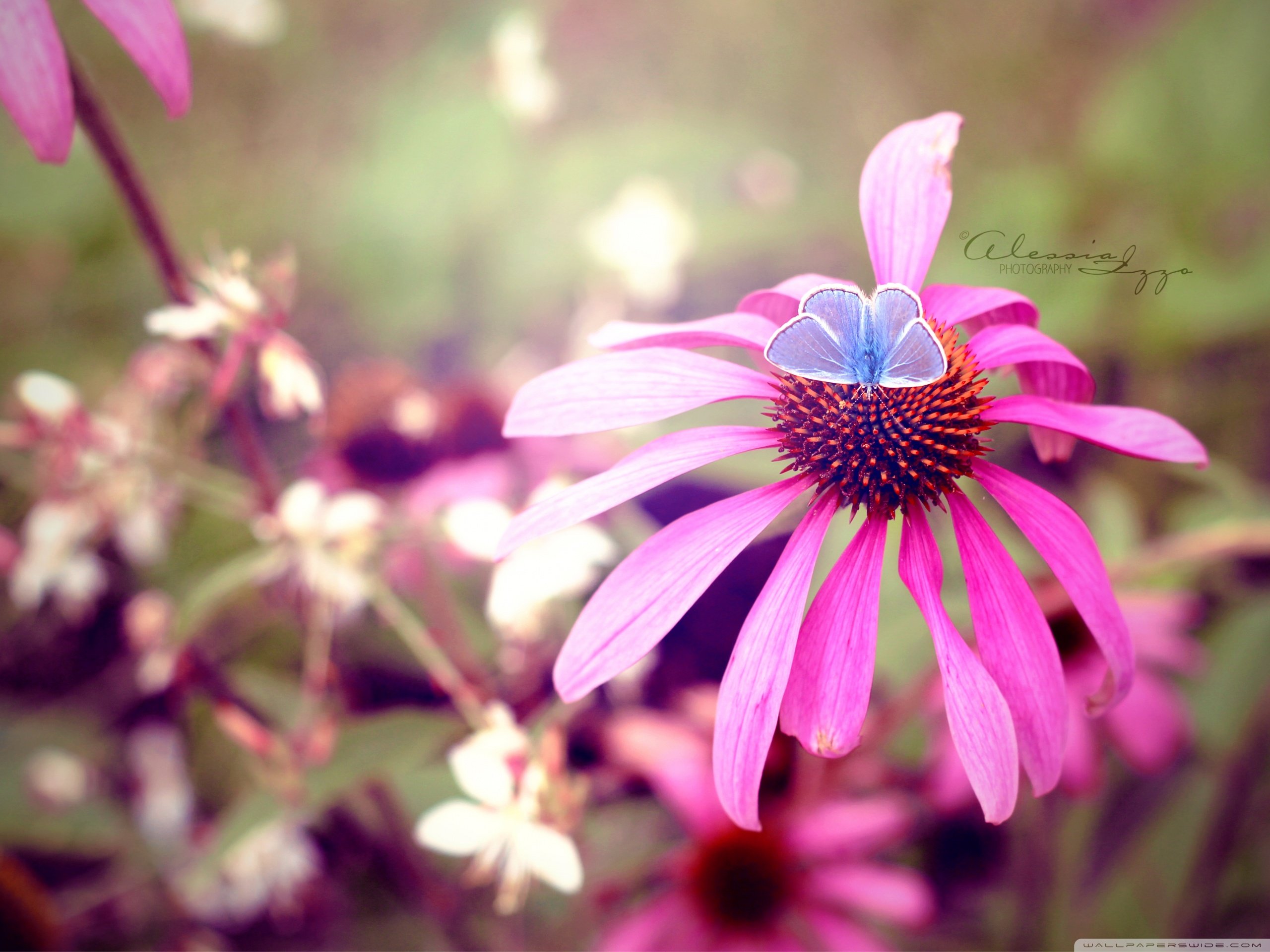 小清新 唯美 花  娇艳欲滴