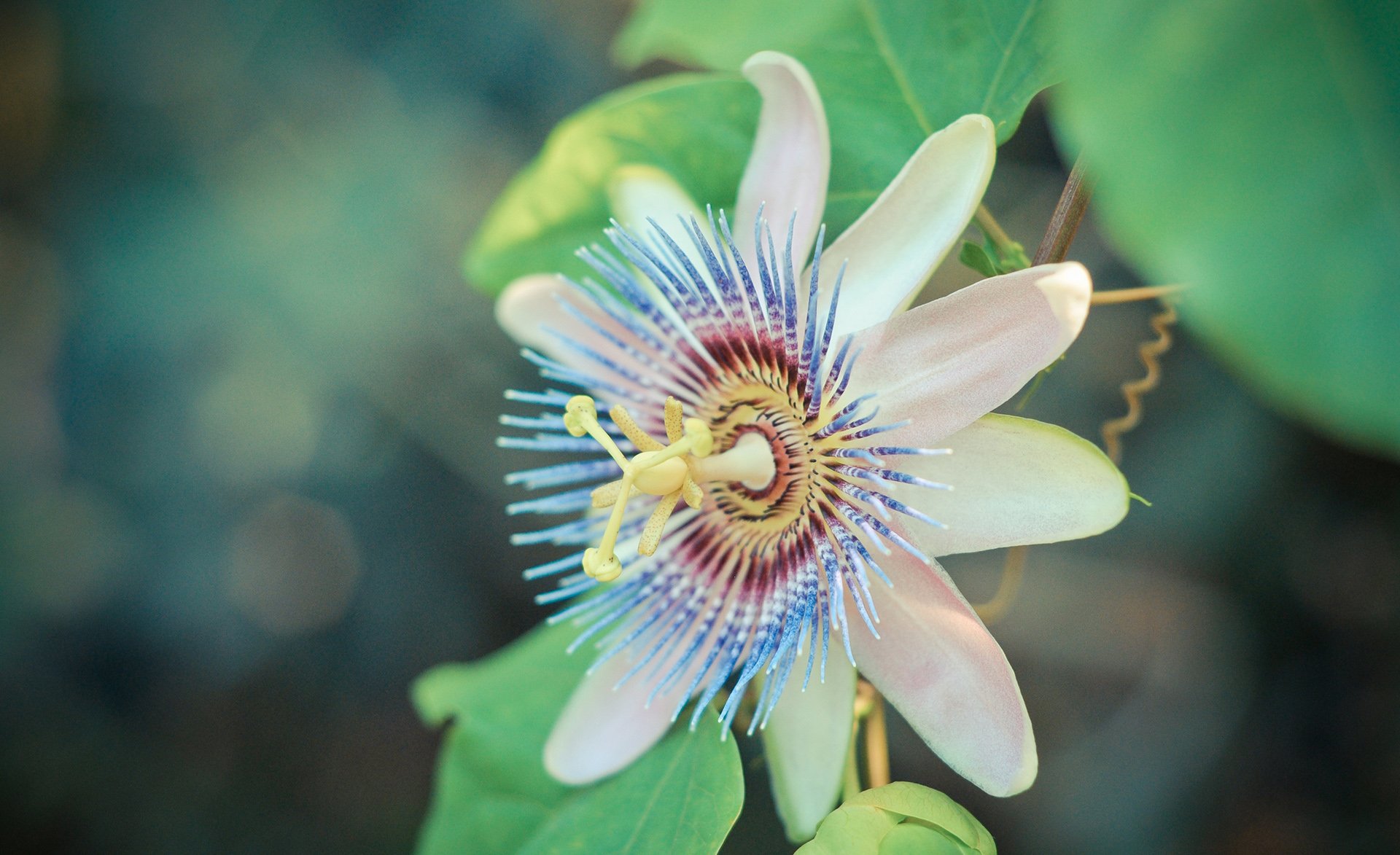小清新 唯美 花  娇艳欲滴