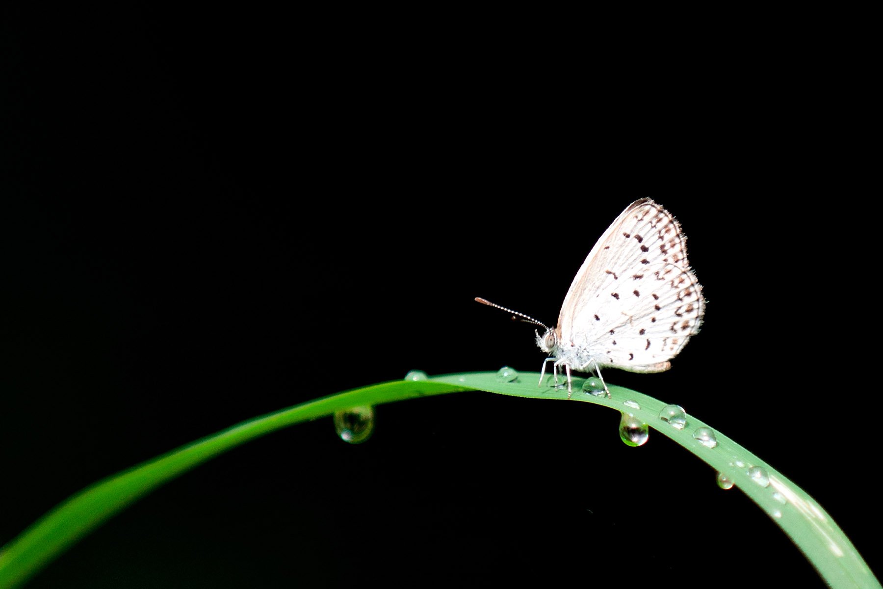 小清新 唯美 蝴蝶 飞舞 春天 动物