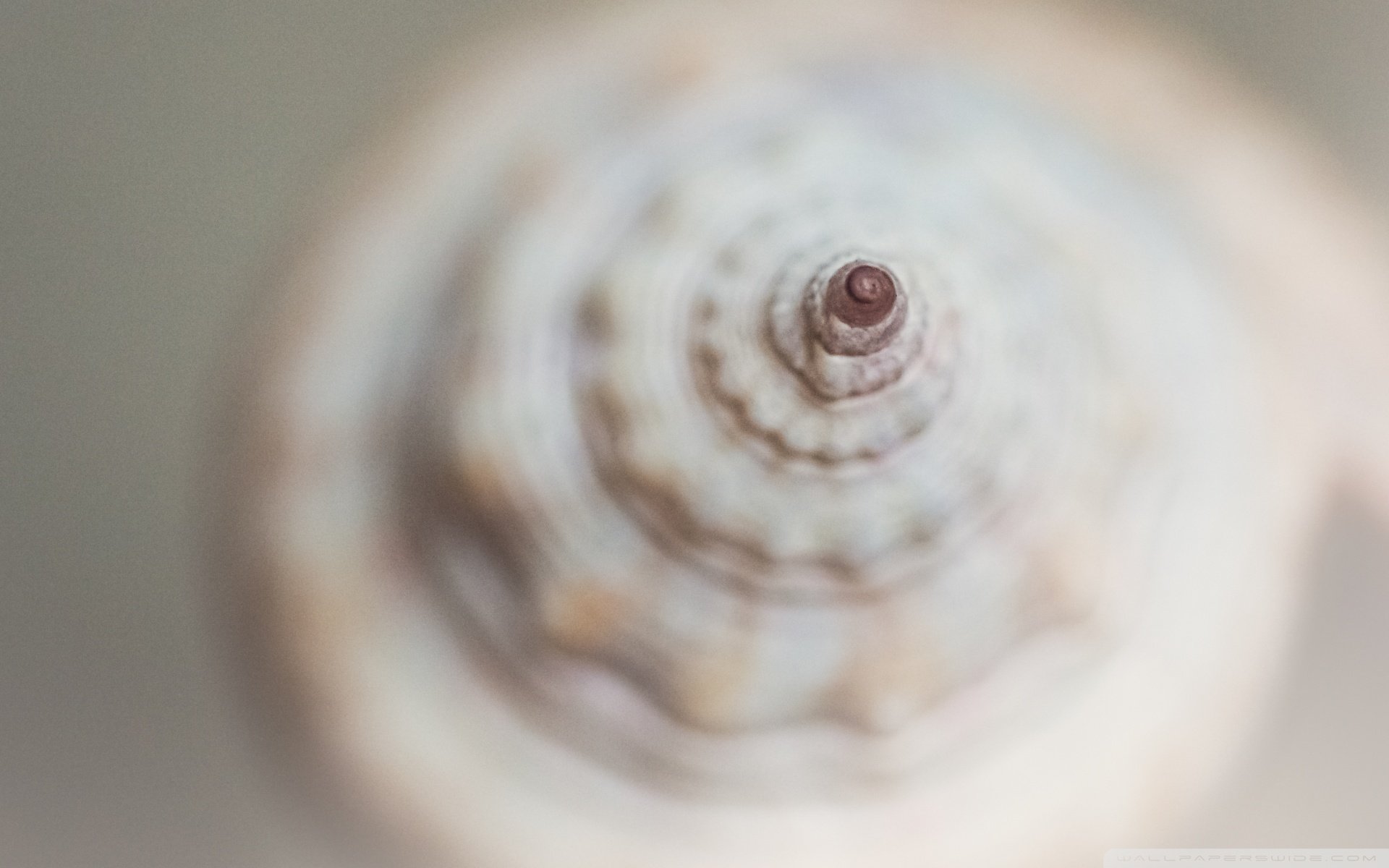 小清新 唯美 静物写真 物语 大海 海边 海螺 沙滩 贝壳