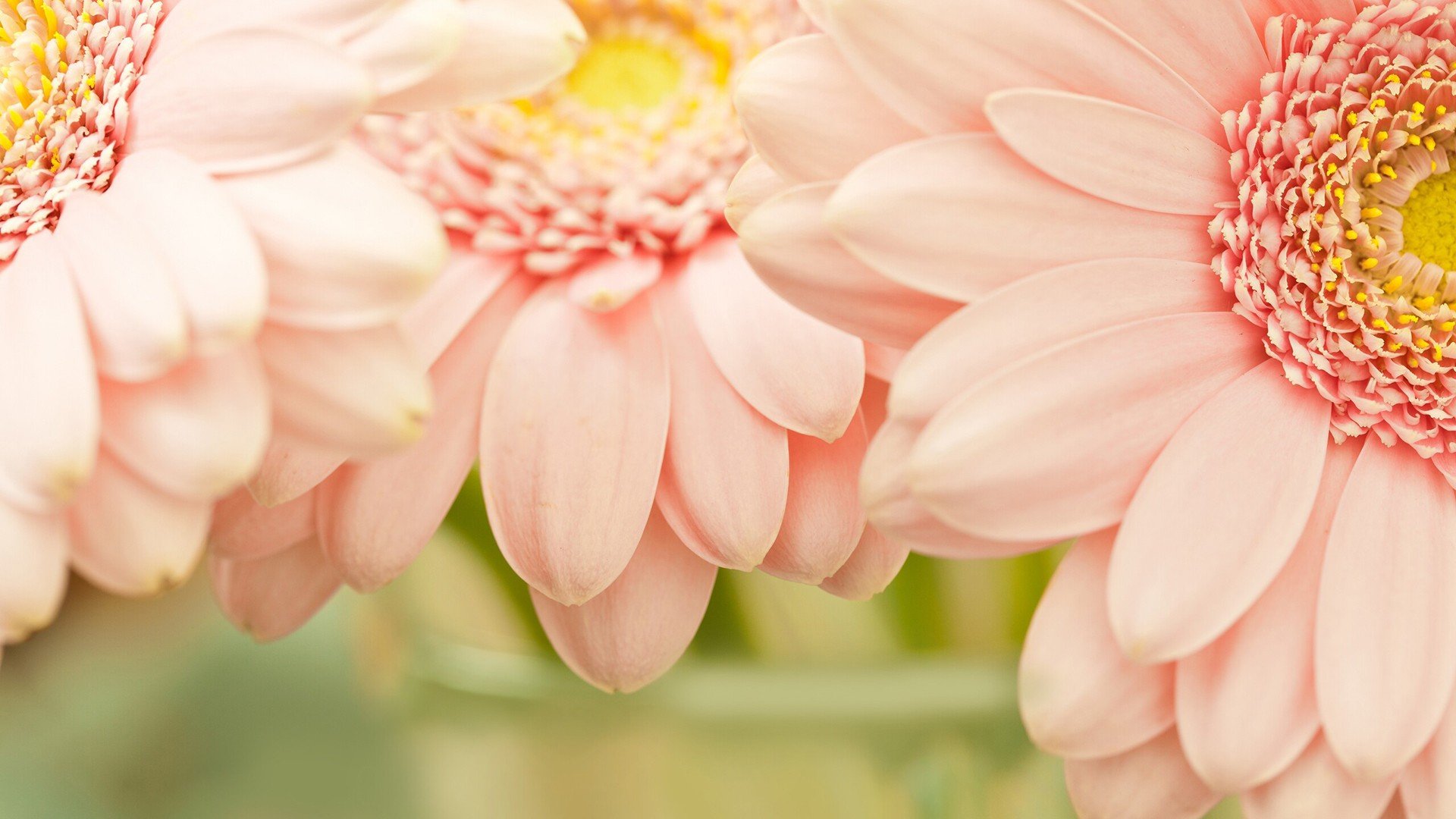 小清新 唯美 静物写真 温馨 物语 回忆 花