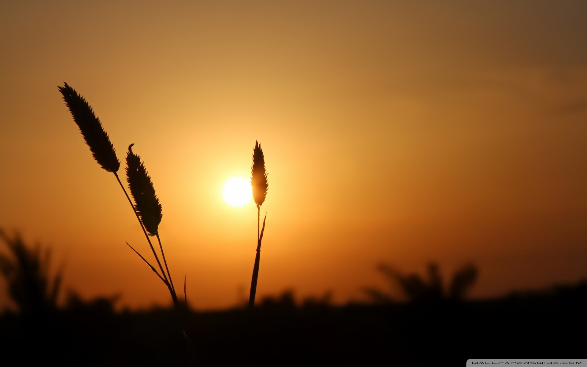 风景 自然风光 黄昏 夕阳 傍晚 落日 唯美 意境 落日余晖