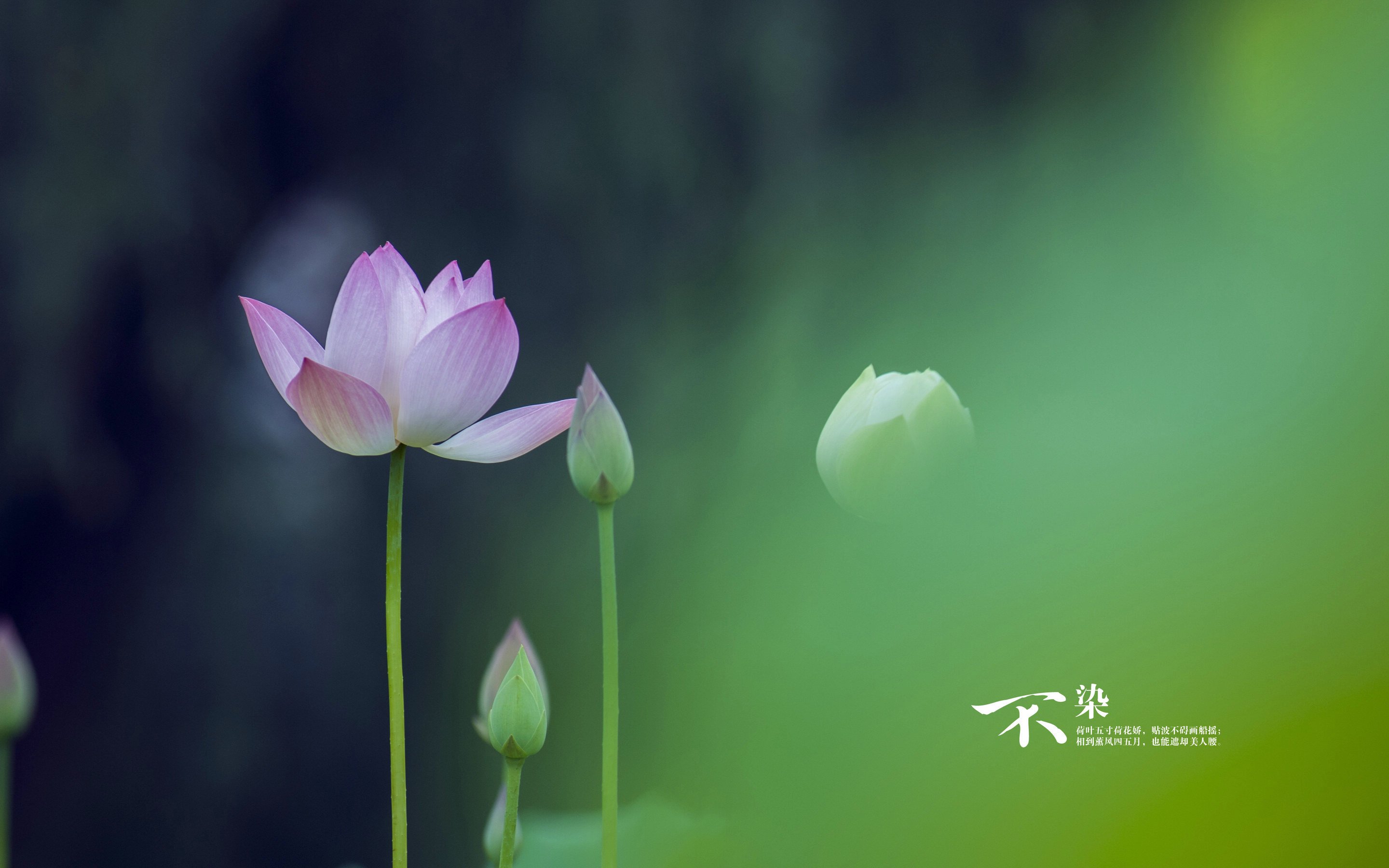 风景 自然风光 荷花 莲花