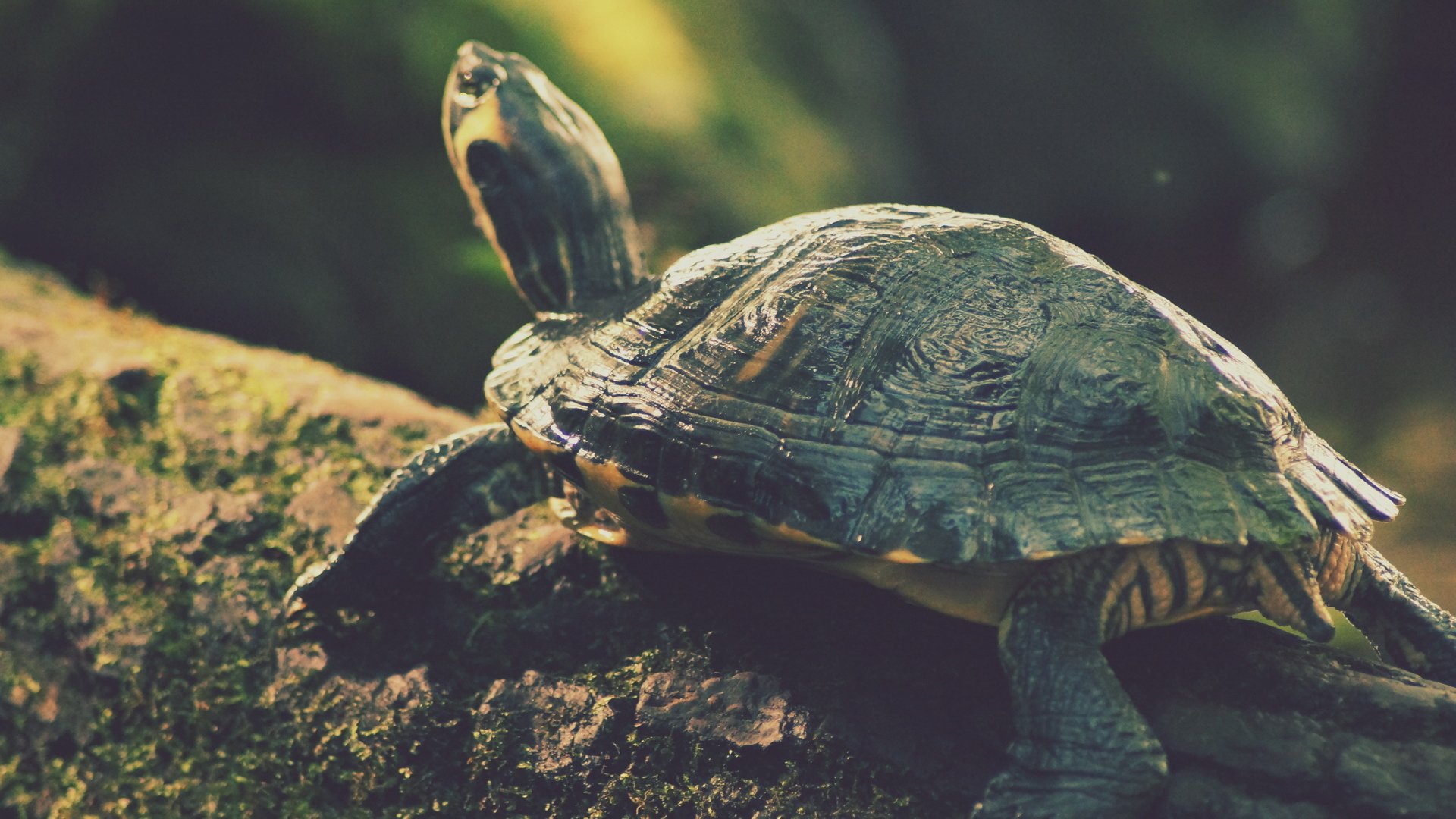 动物 野生动物 乌龟 海龟