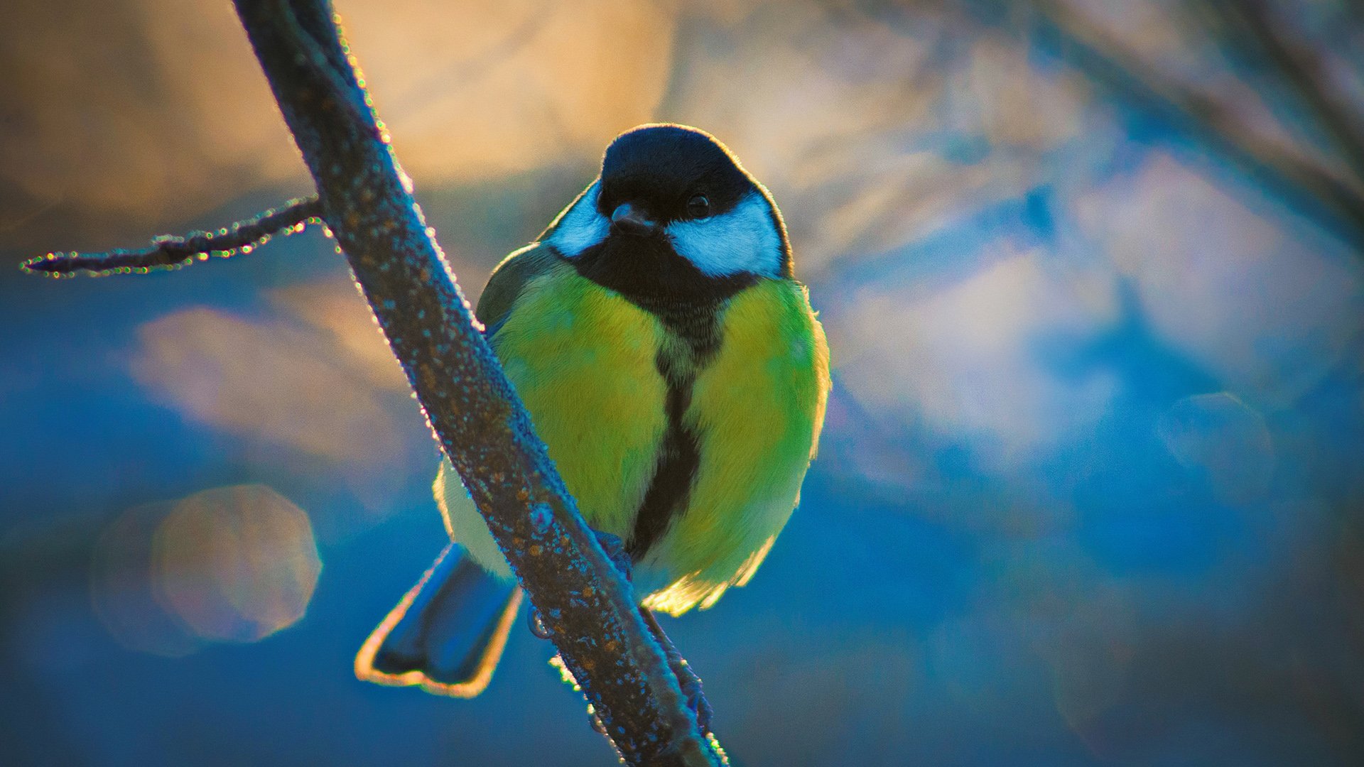 动物 野生动物 鸟