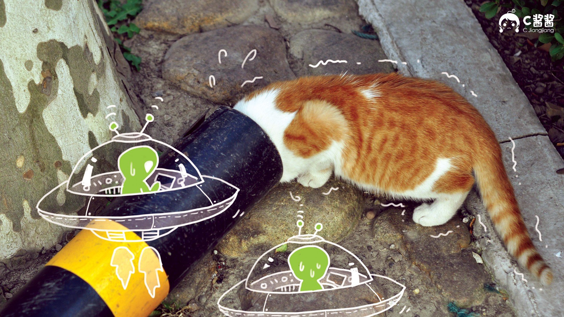 萌宠 猫 喵星人 C酱酱