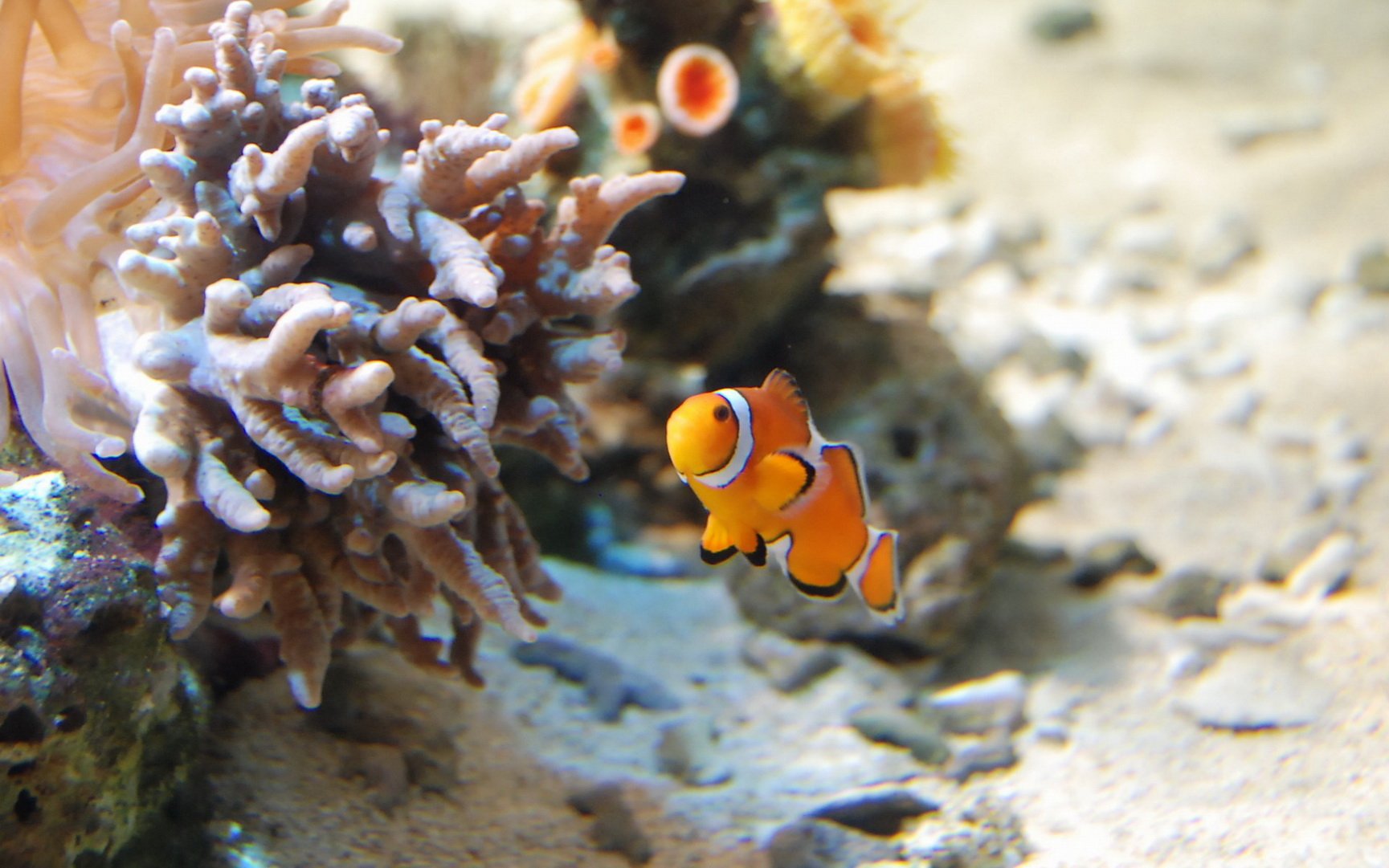 动物 海底世界 海洋生物