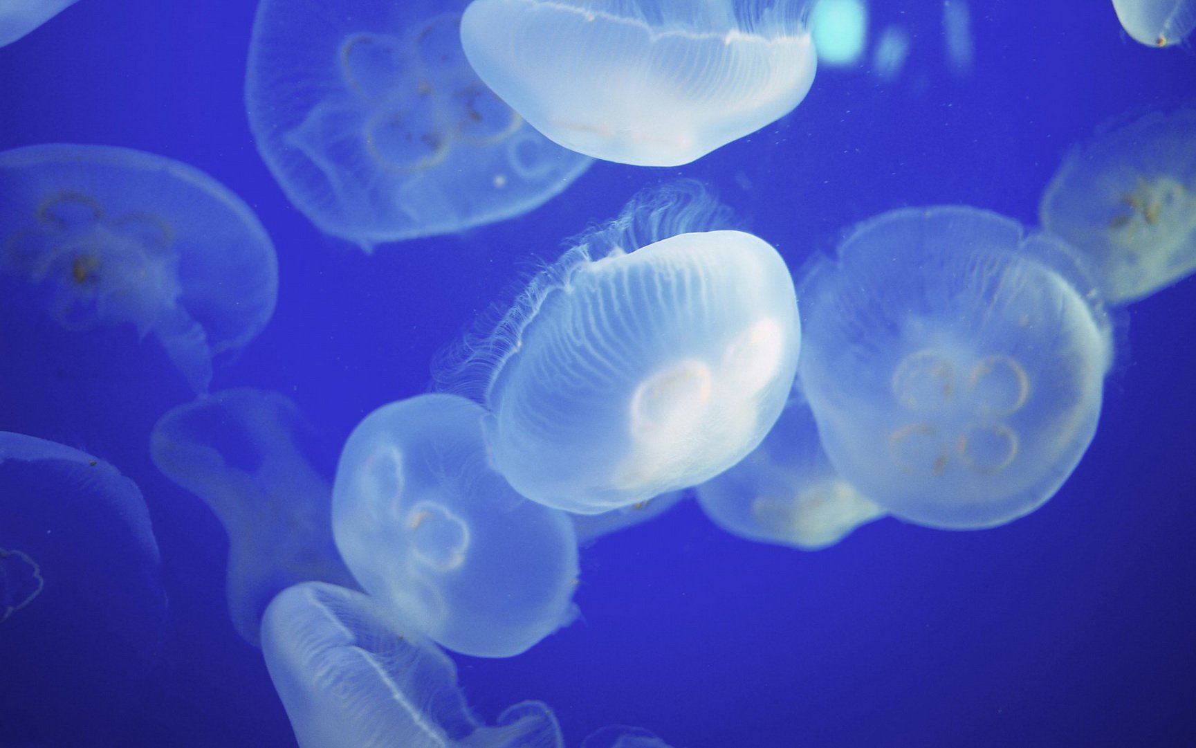 动物 海底世界 海洋生物