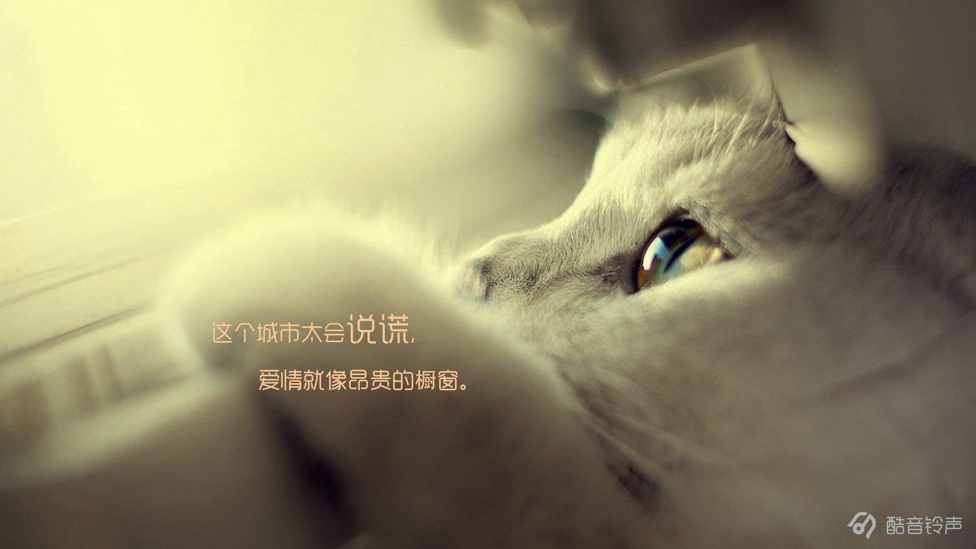 喵星人 萌宠 宠物 猫